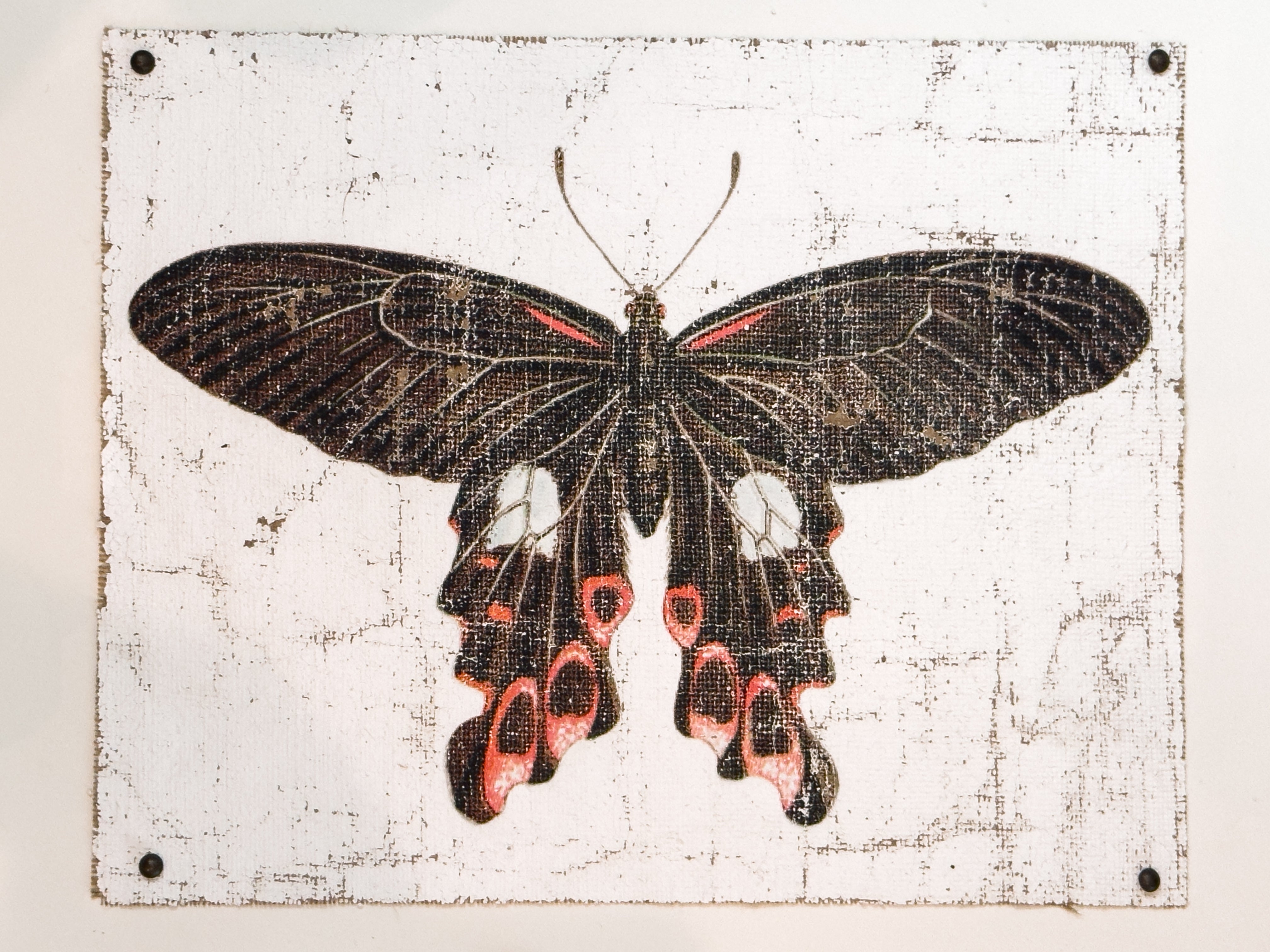 Swallowtail butterfly