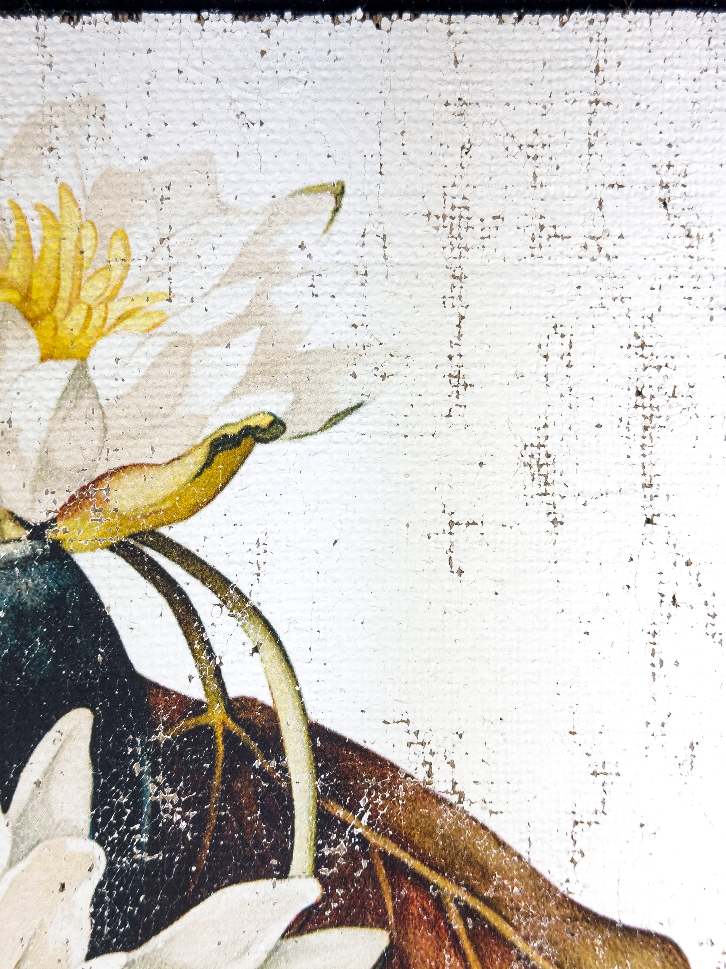 American White Water-Lily