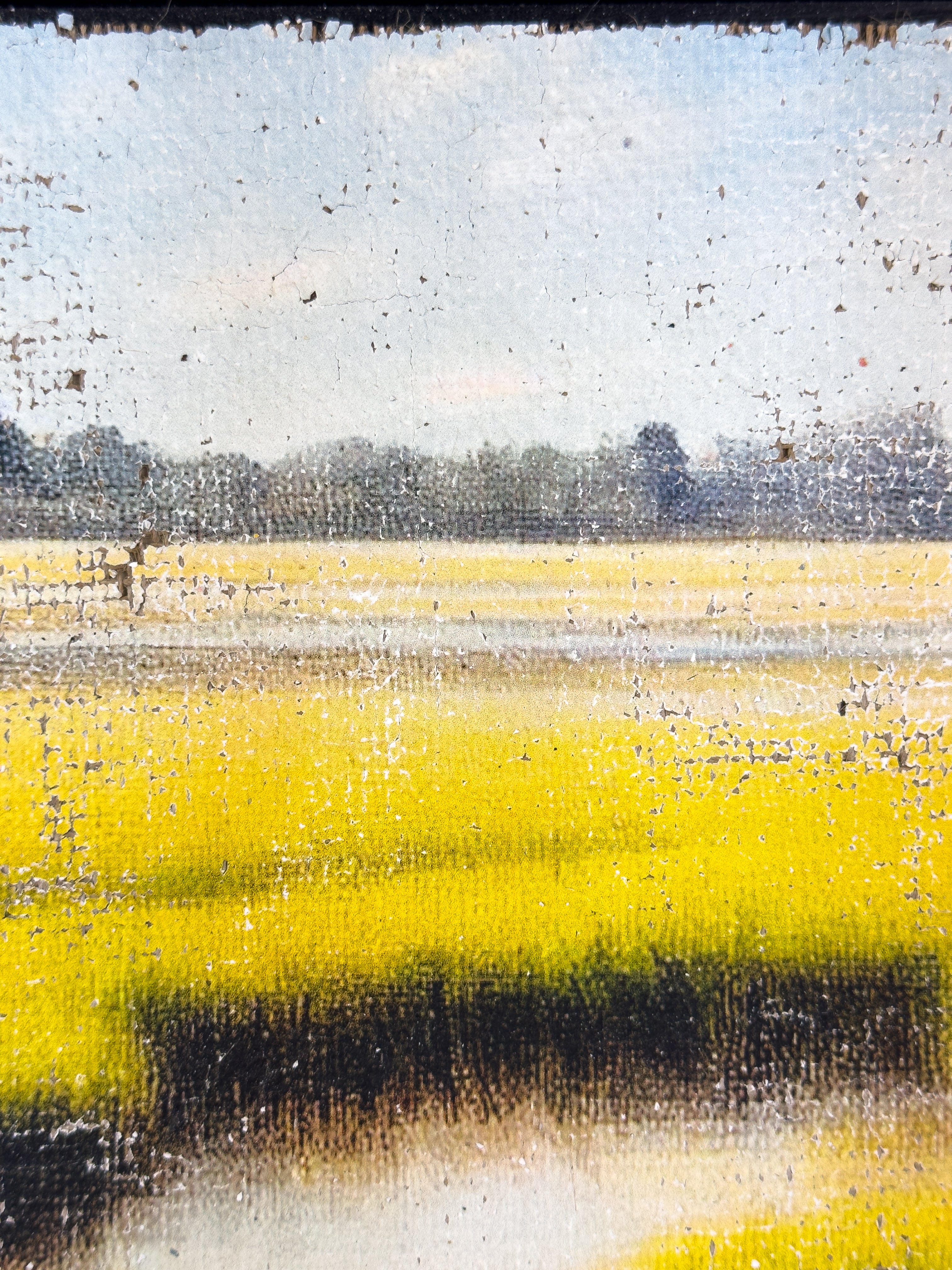 The Magic of the Marsh