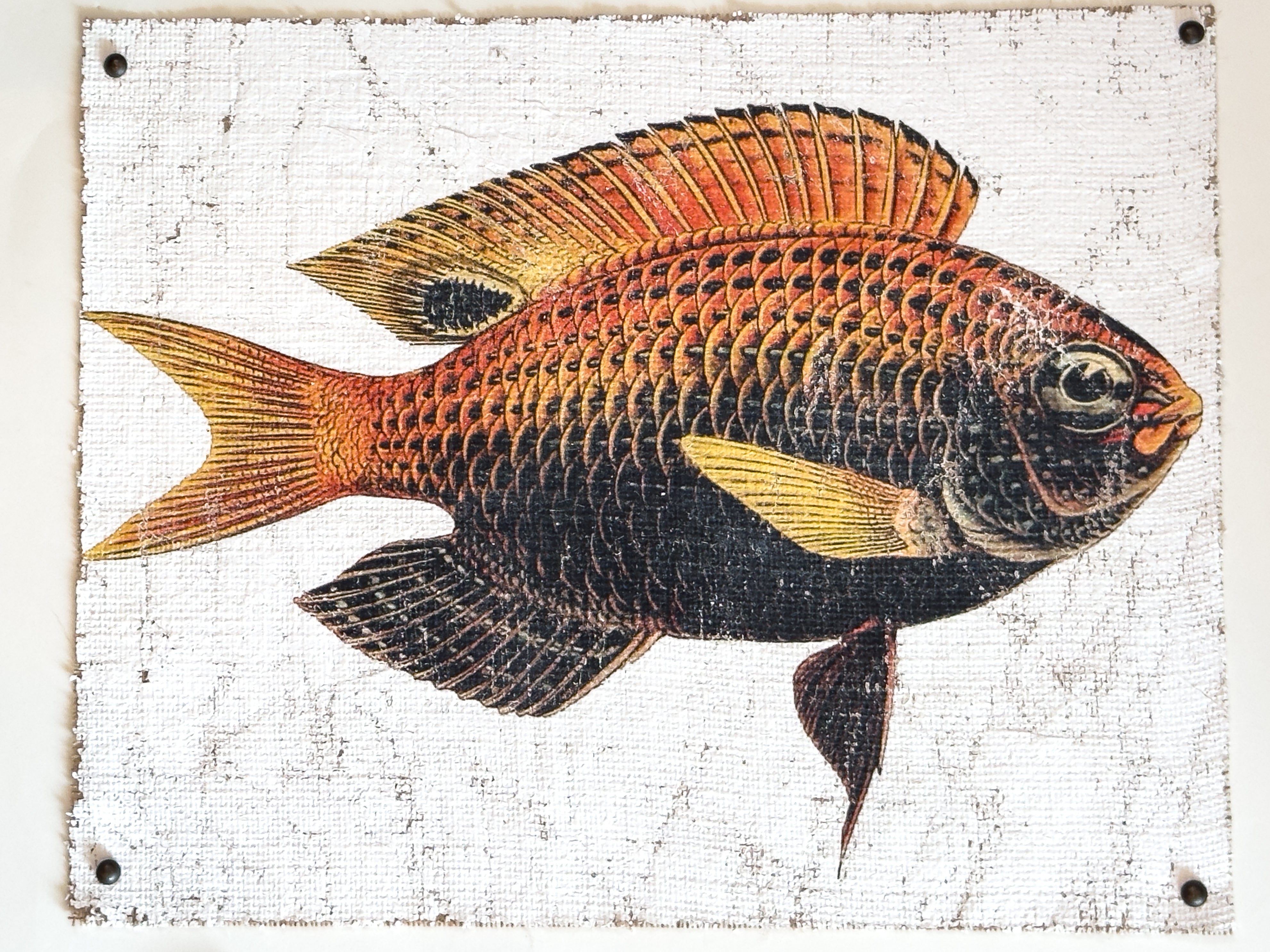 Orange and Black Fish