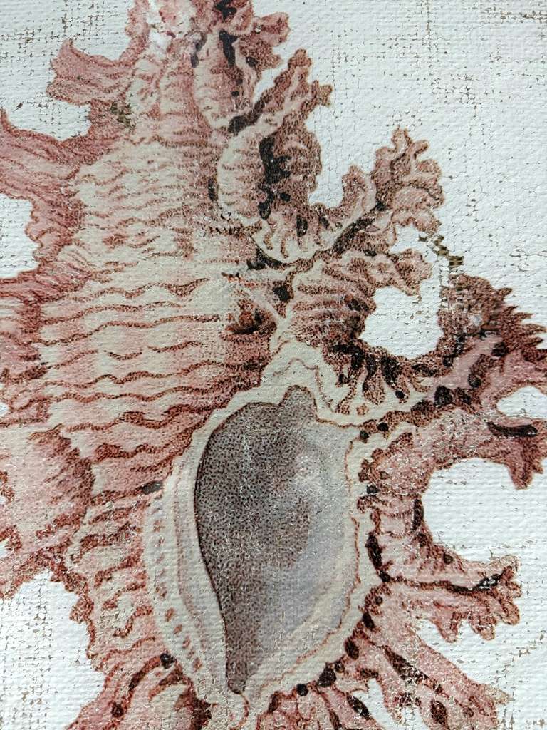Pink Seashell - Lace Murex