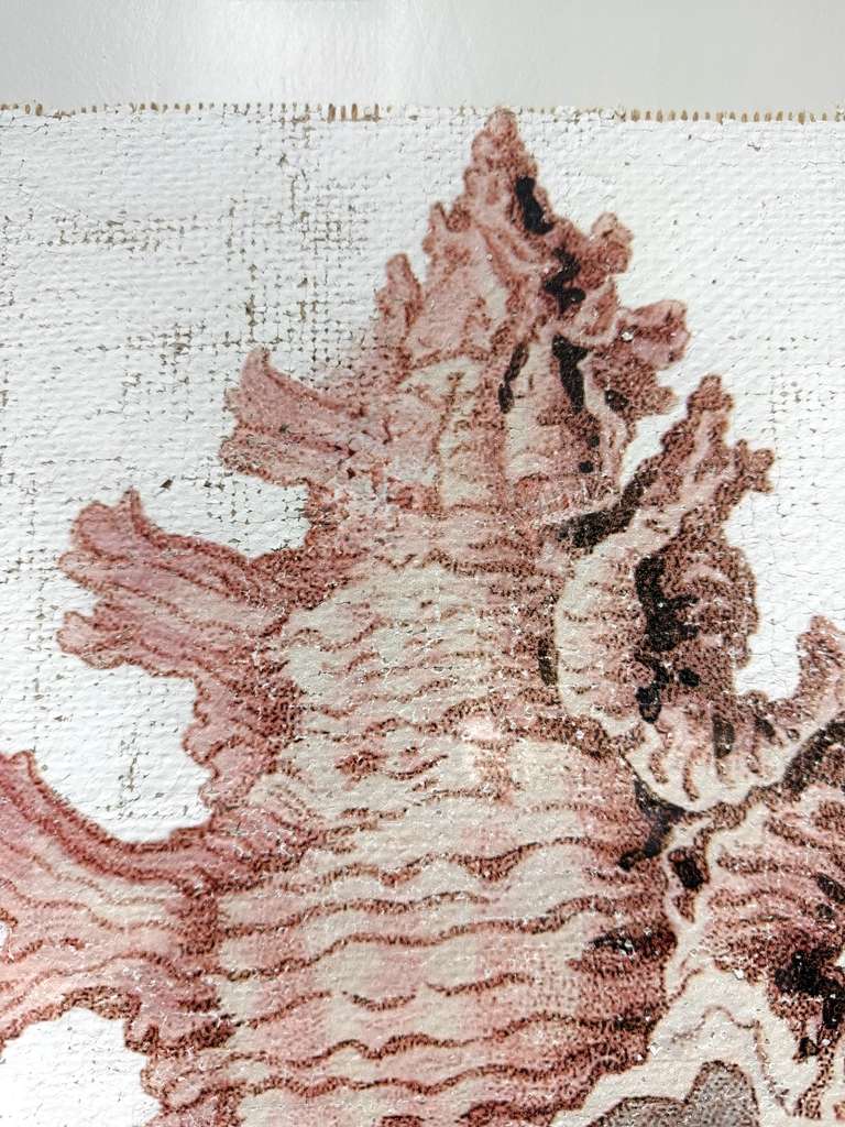 Pink Seashell - Lace Murex