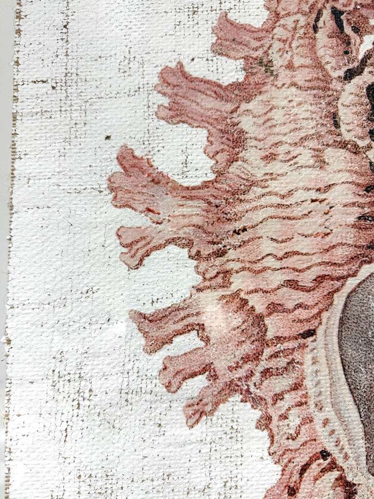 Pink Seashell - Lace Murex