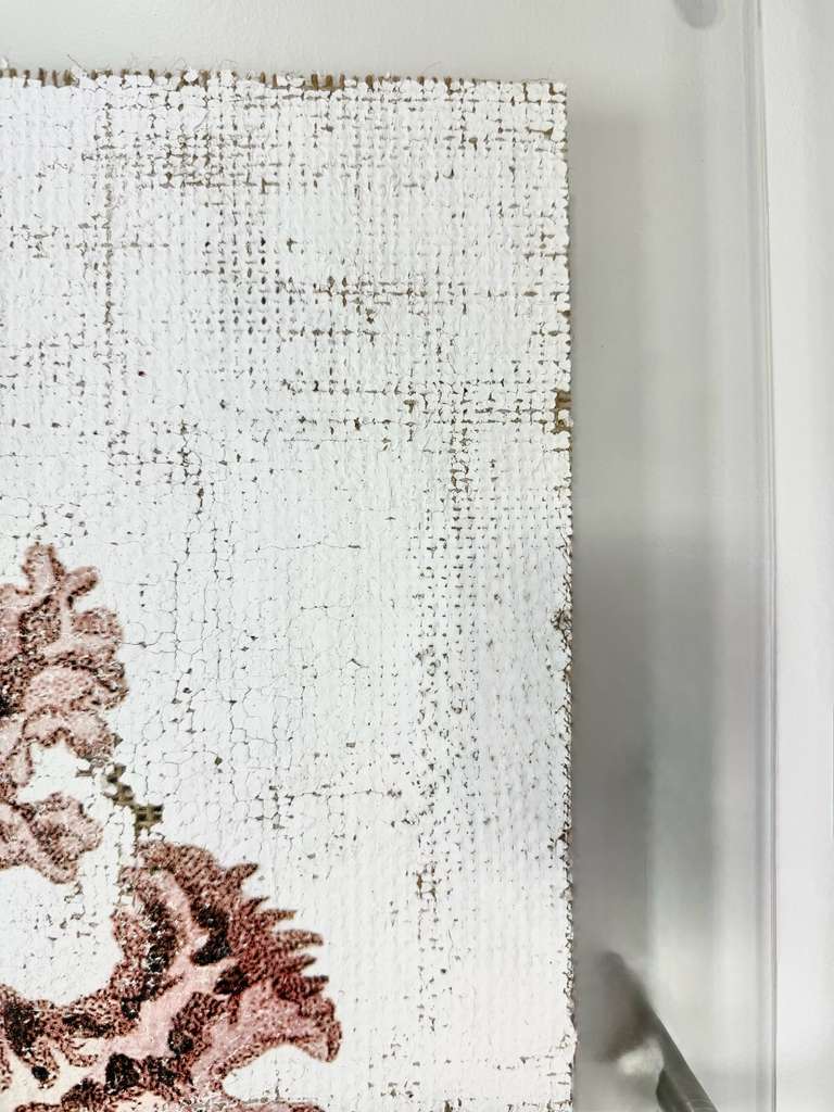 Pink Seashell - Lace Murex