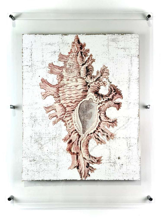 Pink Seashell - Lace Murex