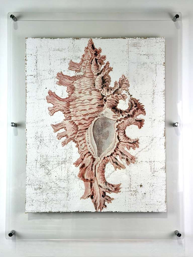 Pink Seashell - Lace Murex