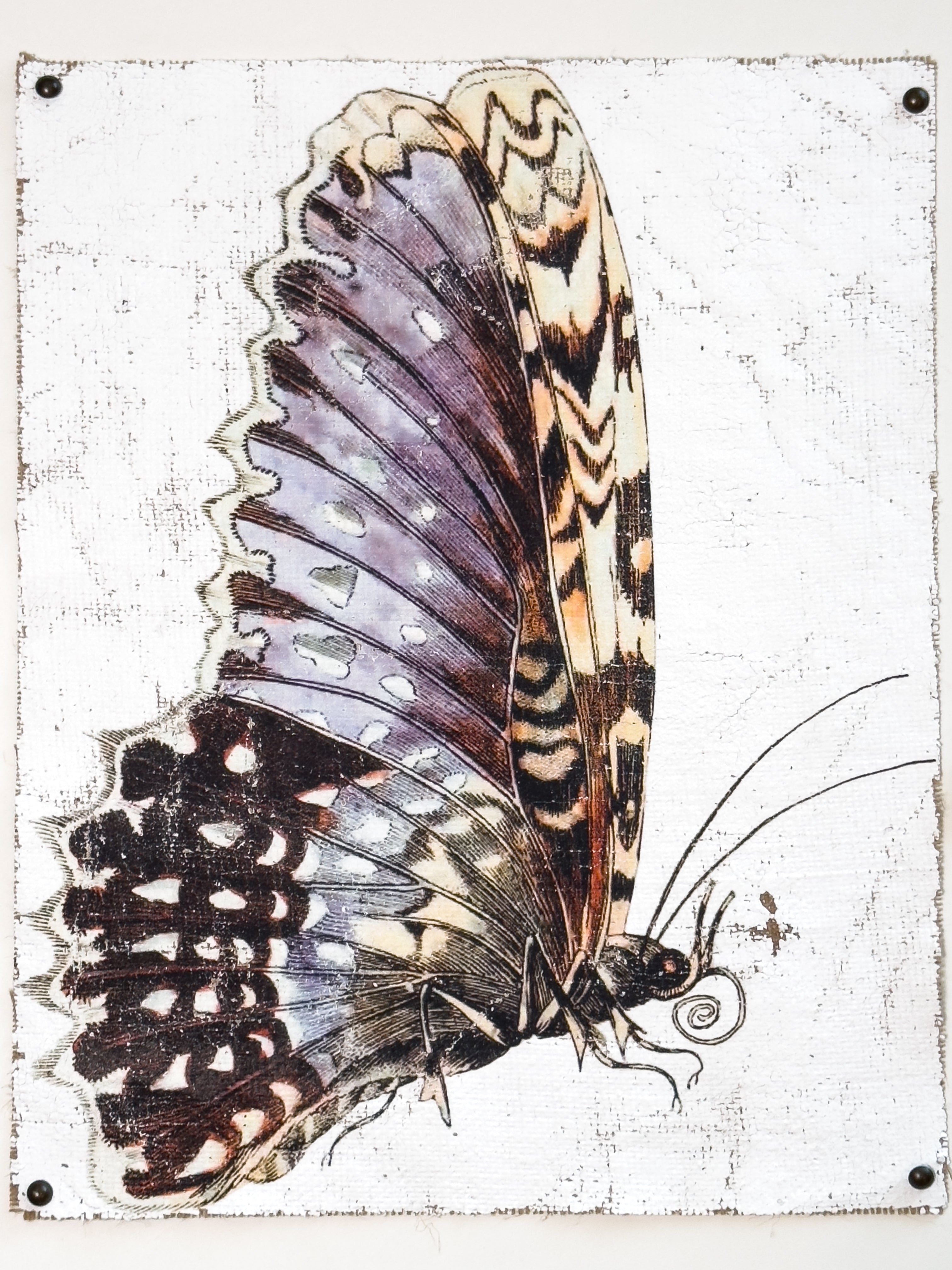 Purple White Witch Moth