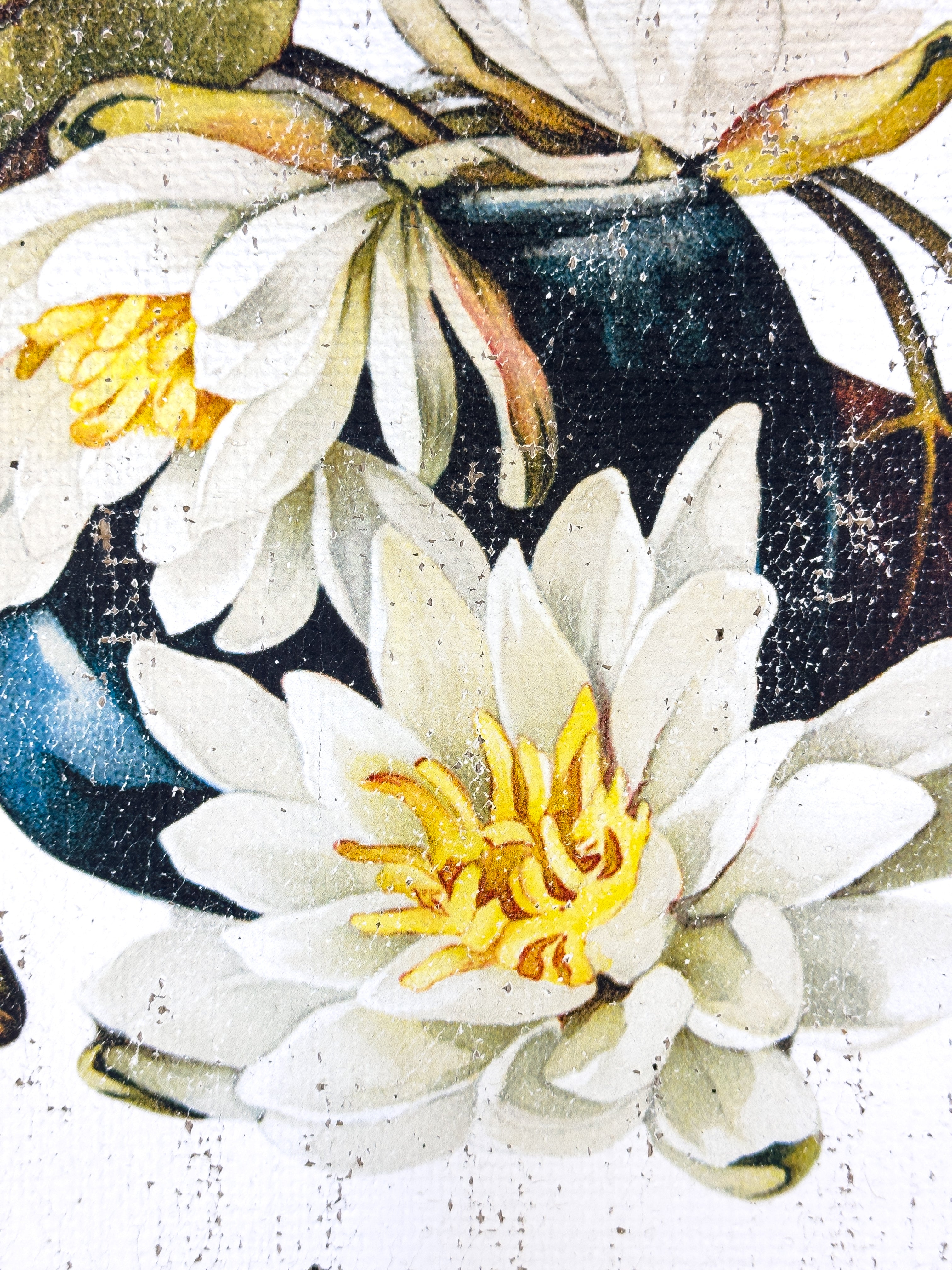 American White Water-Lily