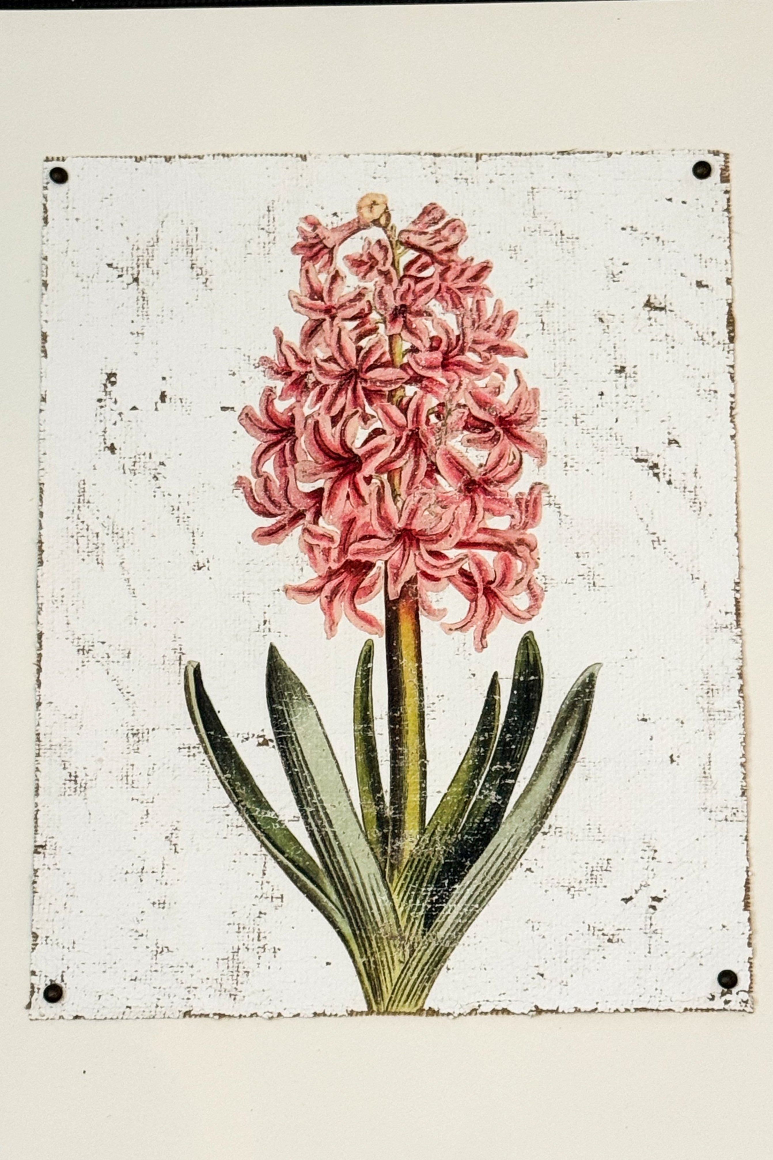 Pink Hyacinth