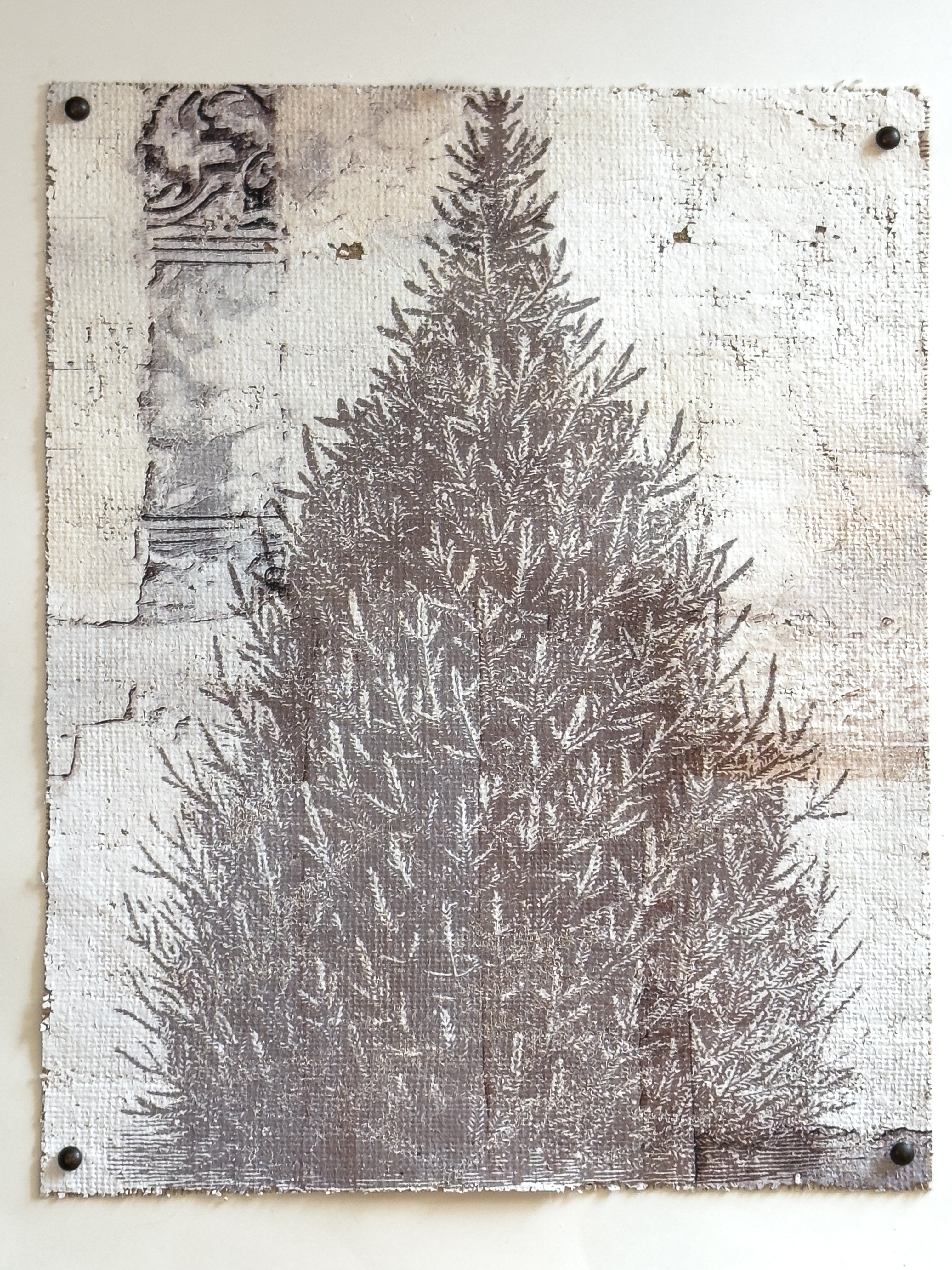 Fir Tree