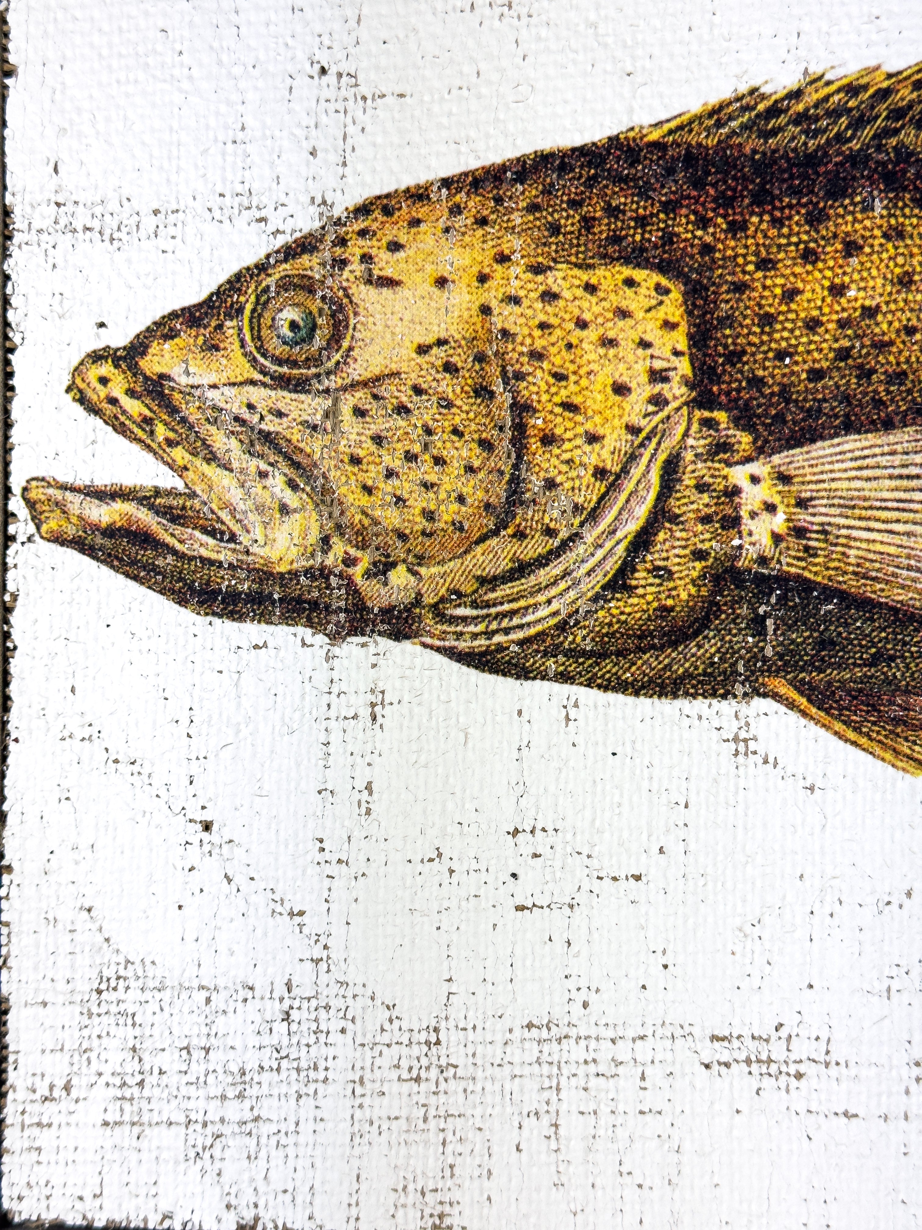 Brown Spotted Grouper