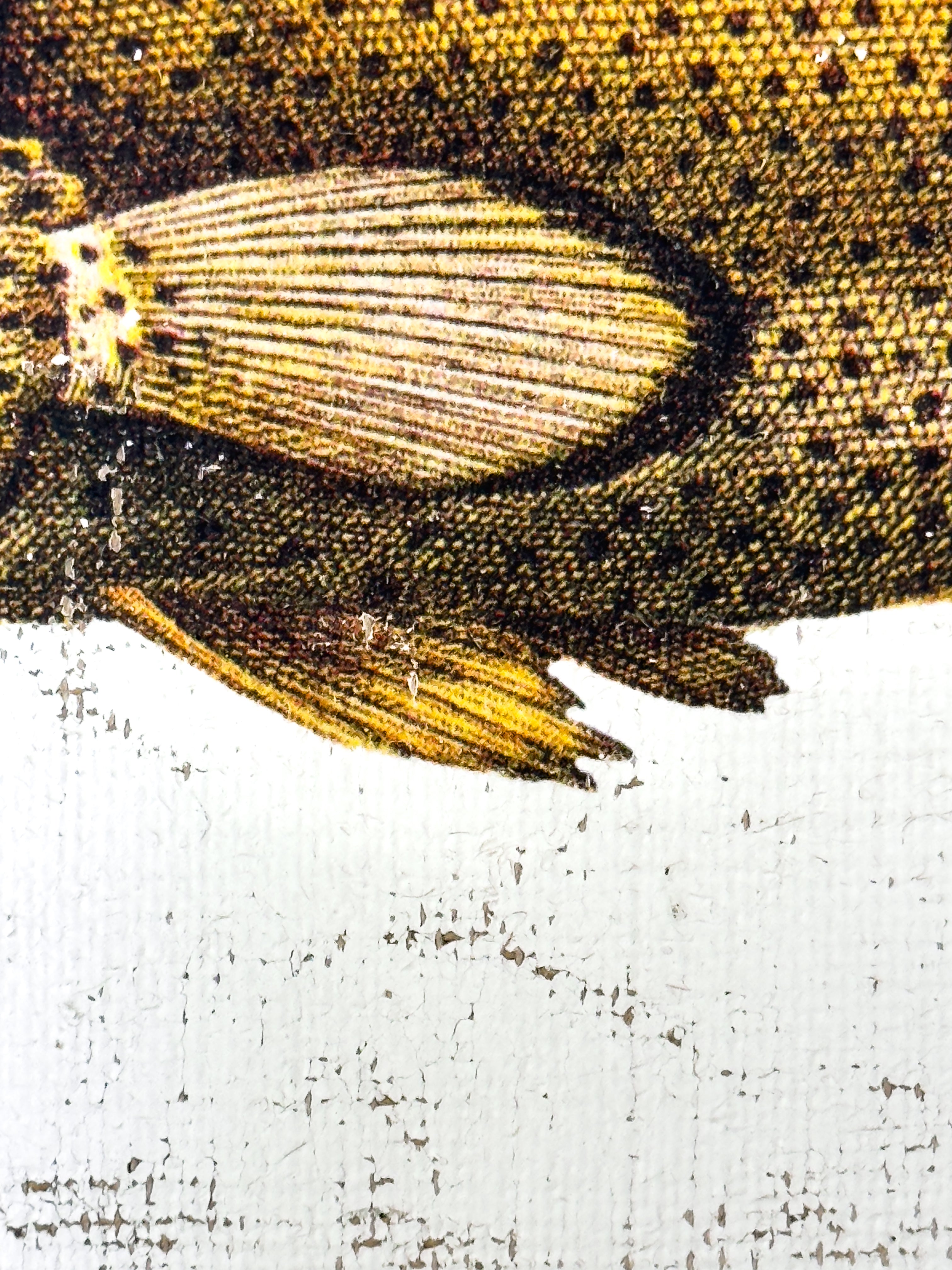 Brown Spotted Grouper