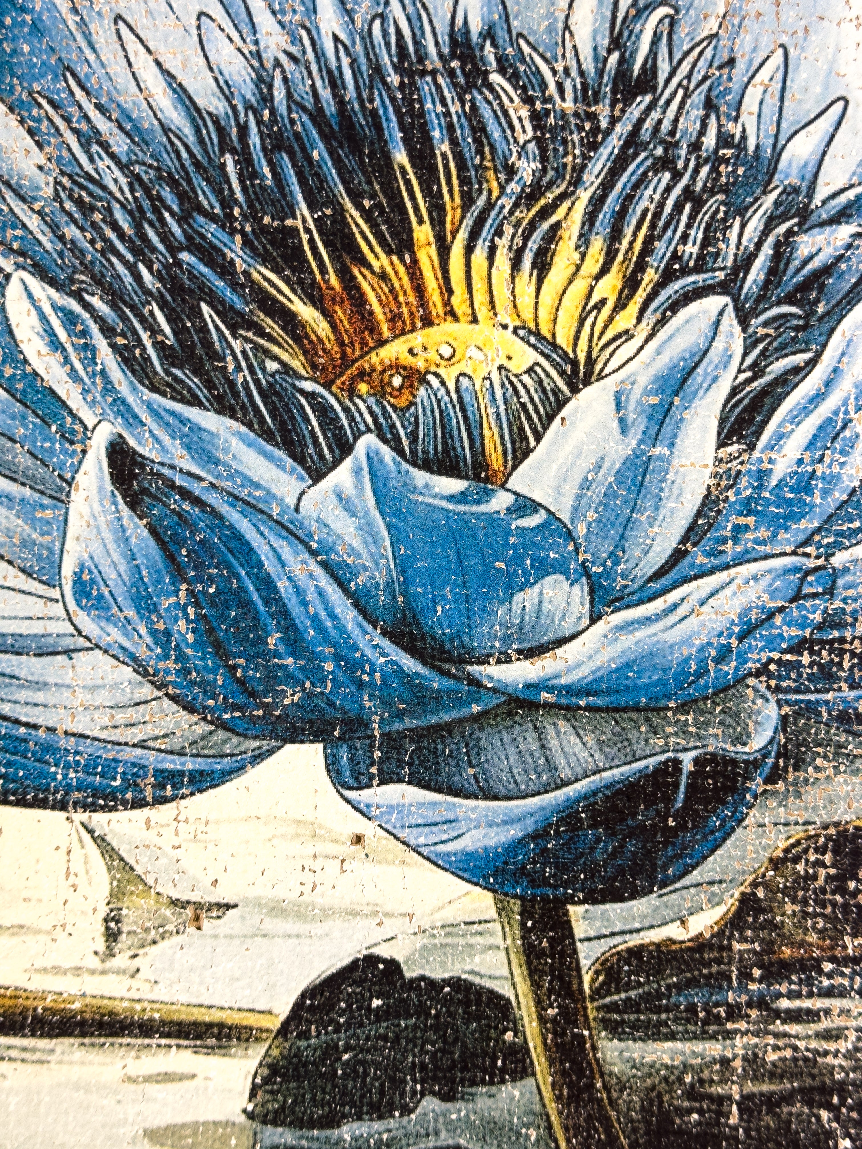 Secrets of the Lotus