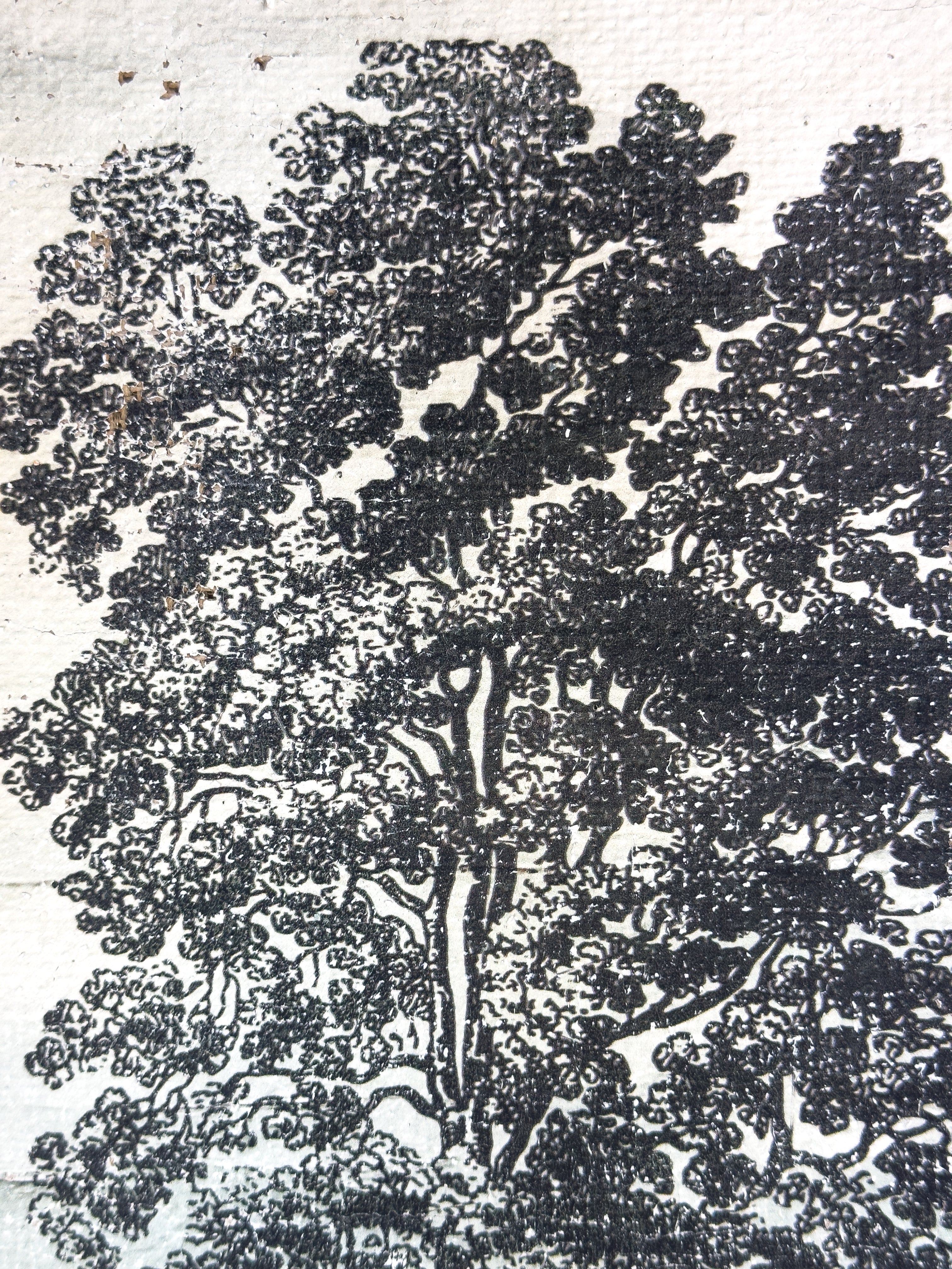 Oak Tree