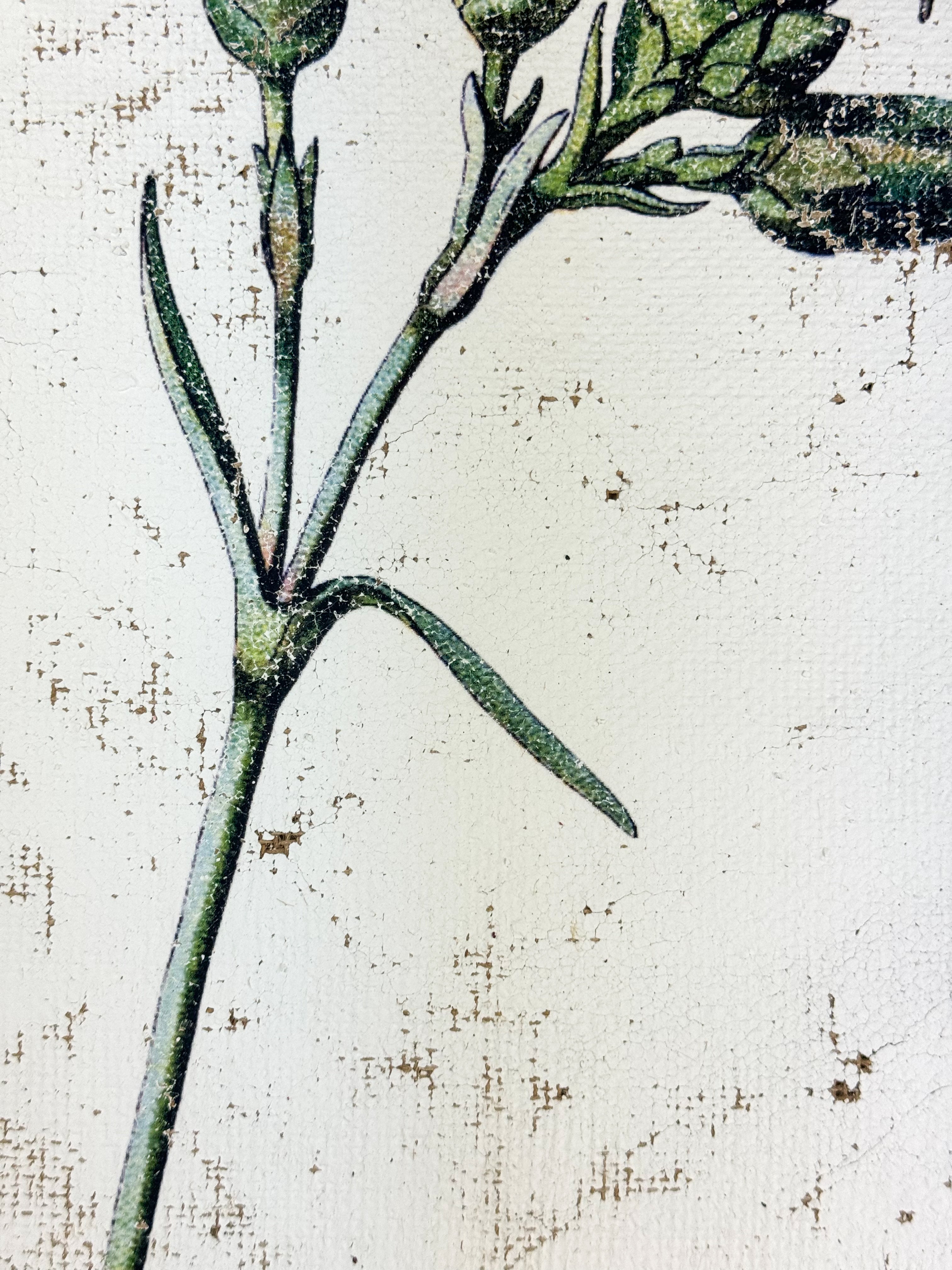 Clove pink carnation