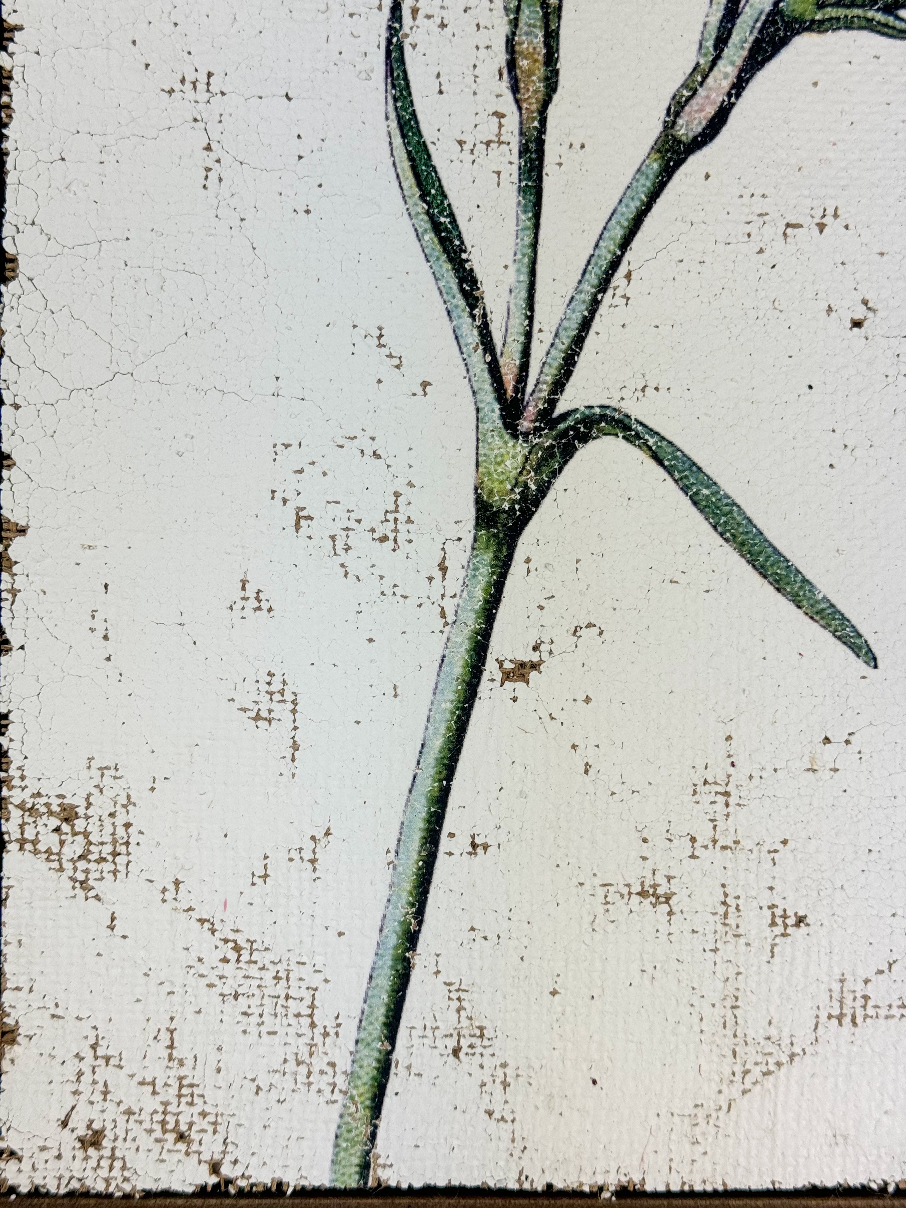 Clove pink carnation