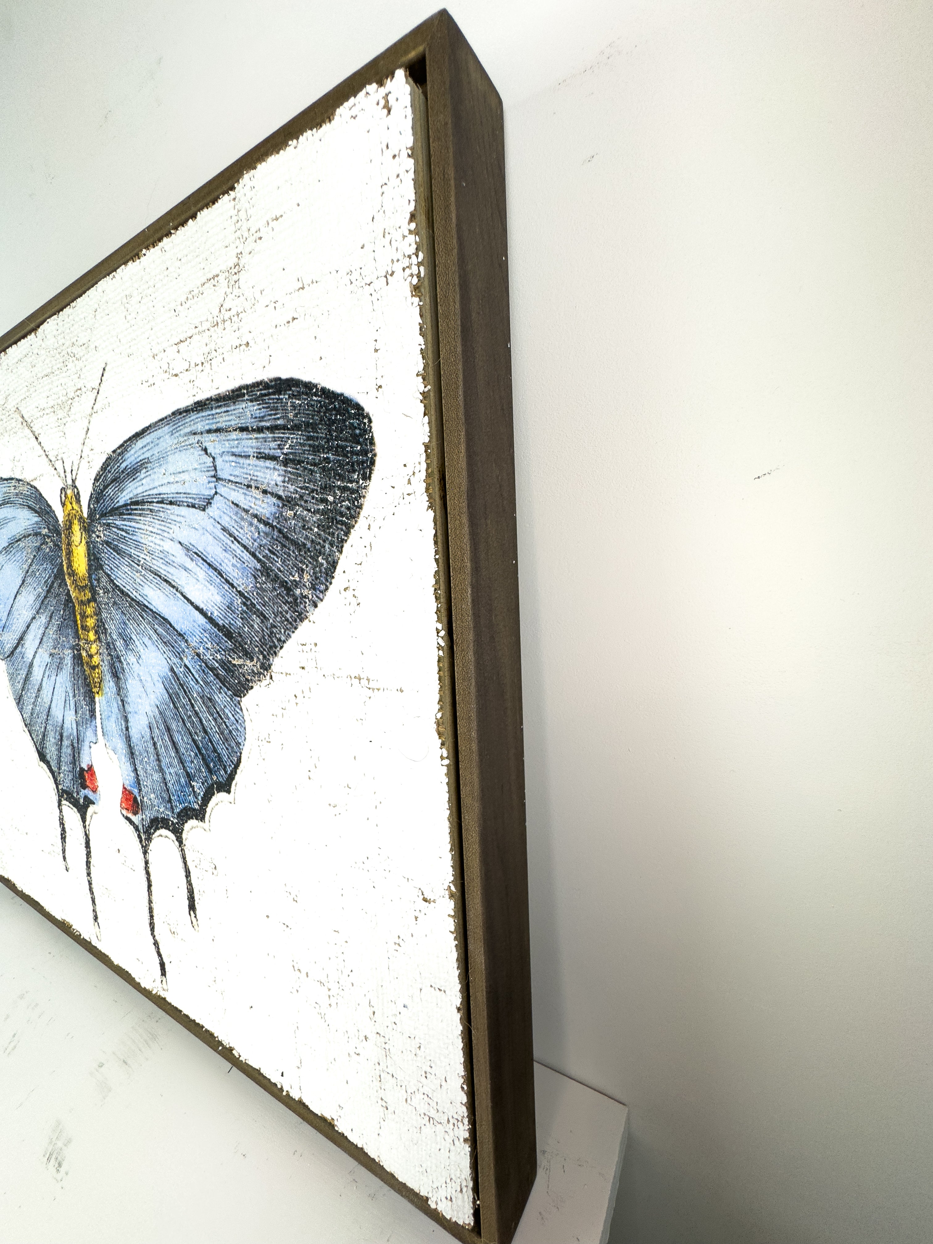 Redspot Gossamer-winged Butterfly