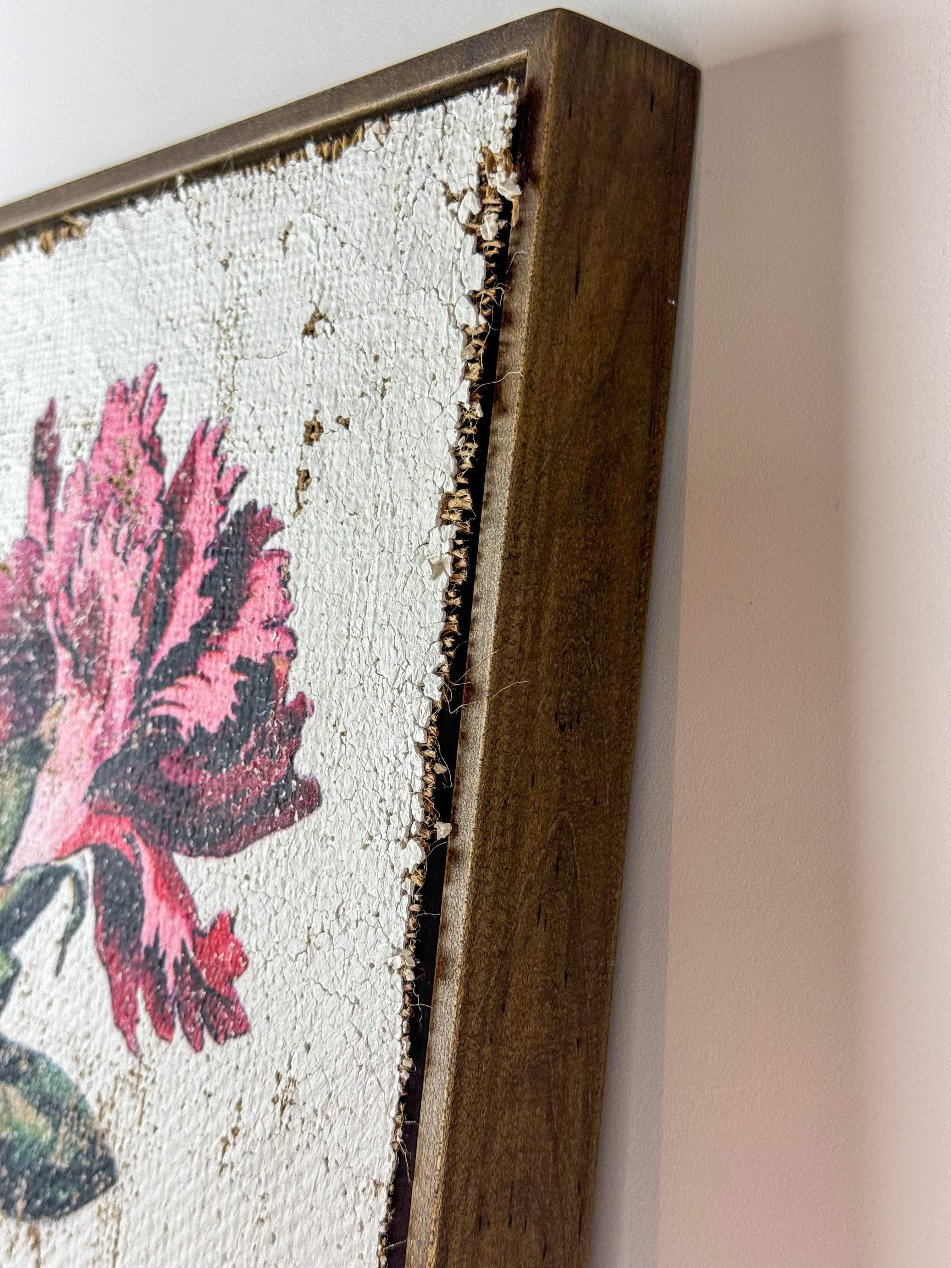 Clove pink carnation