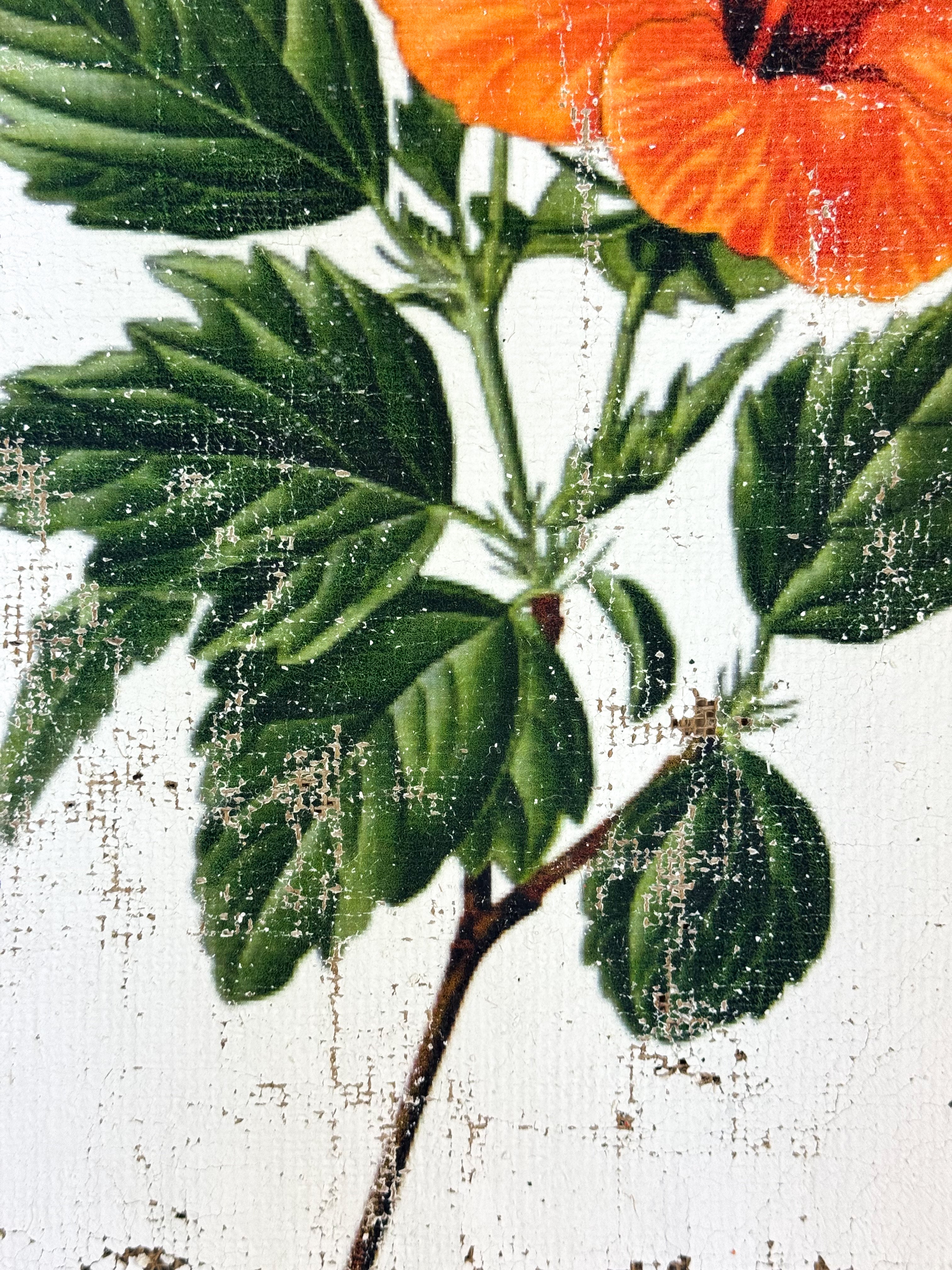 Orange Tropical Hibiscus