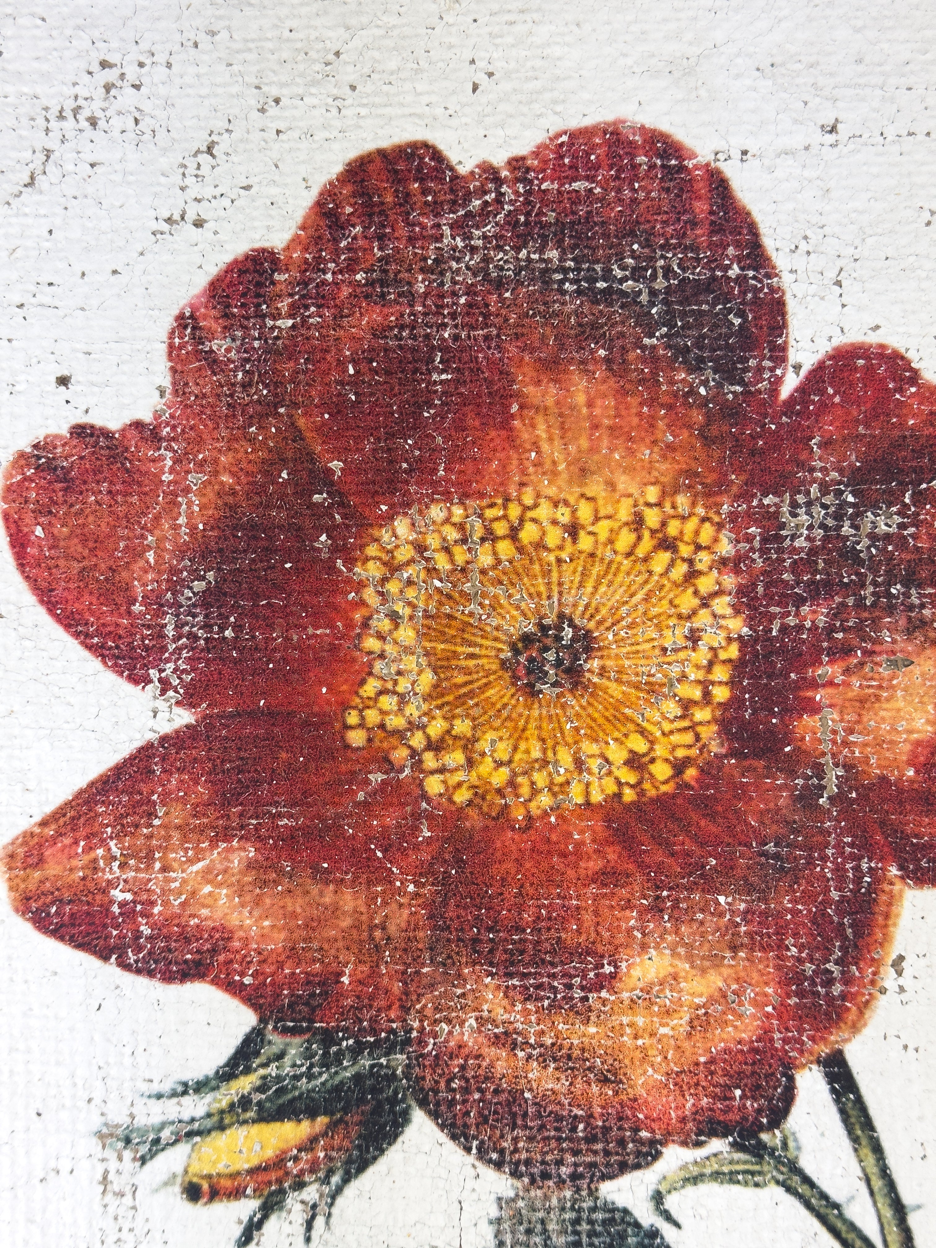 Red and Yellow Roses