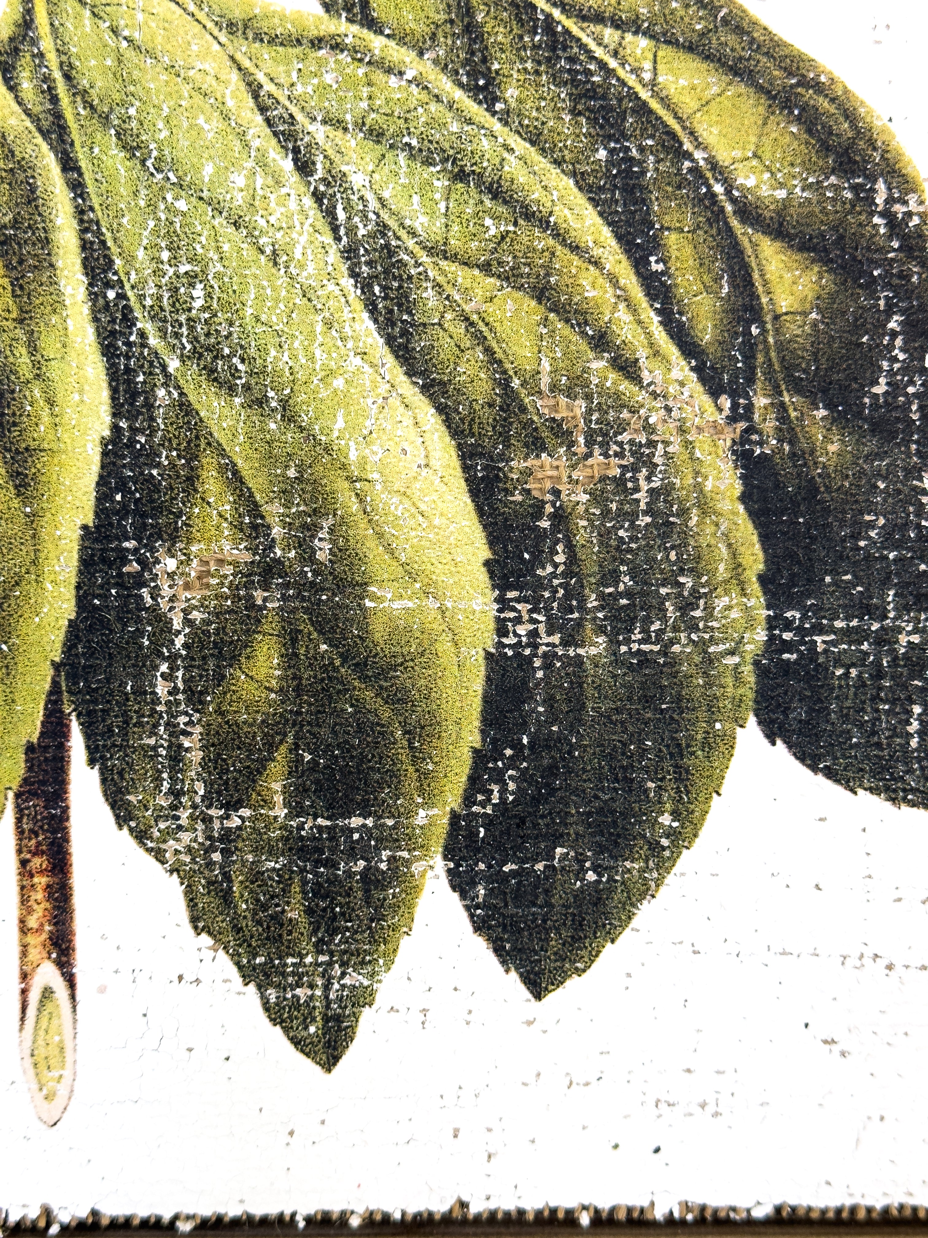 Pink and Cream Flowers - Winter's Jewel