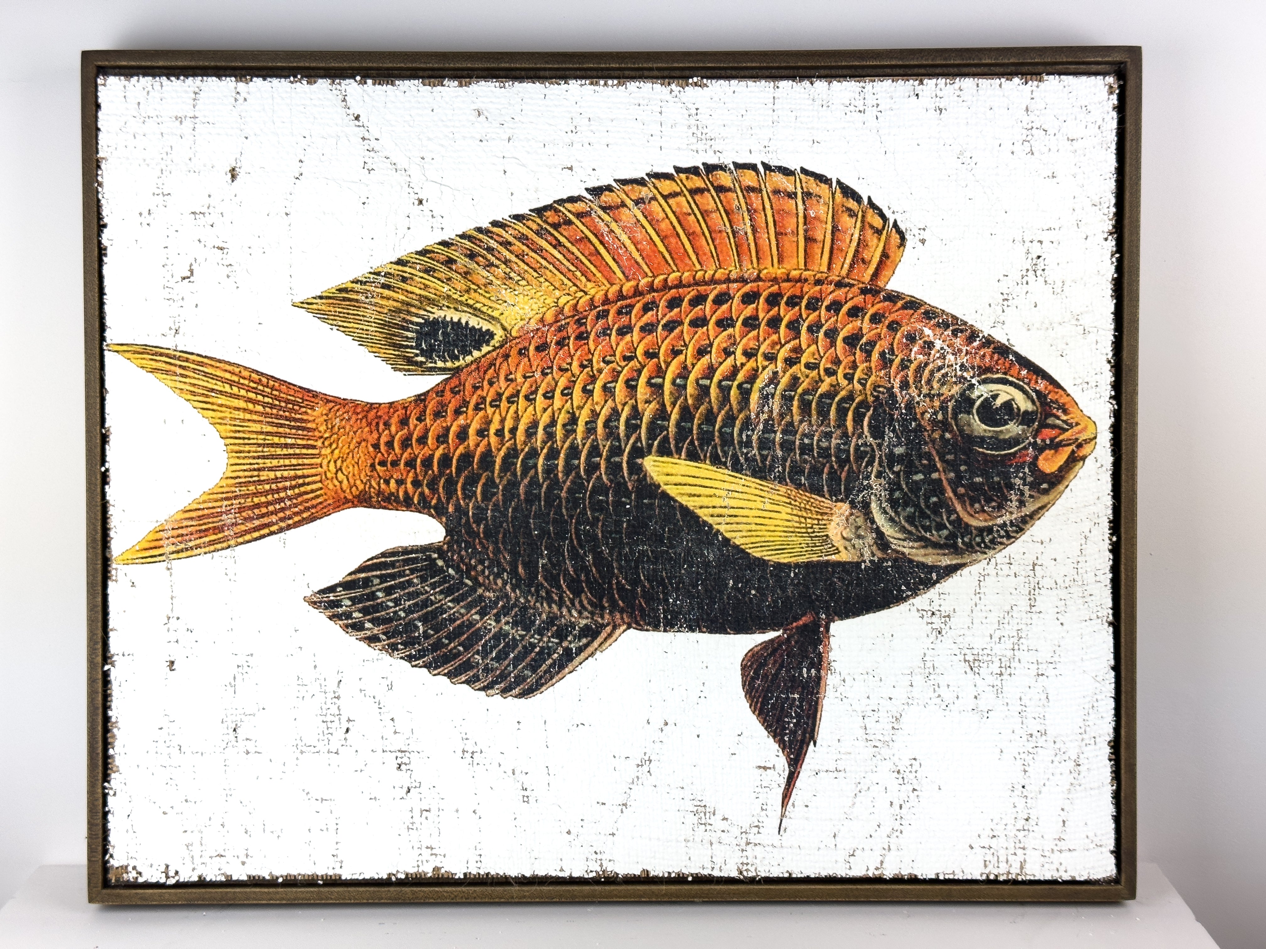 Orange and Black Fish