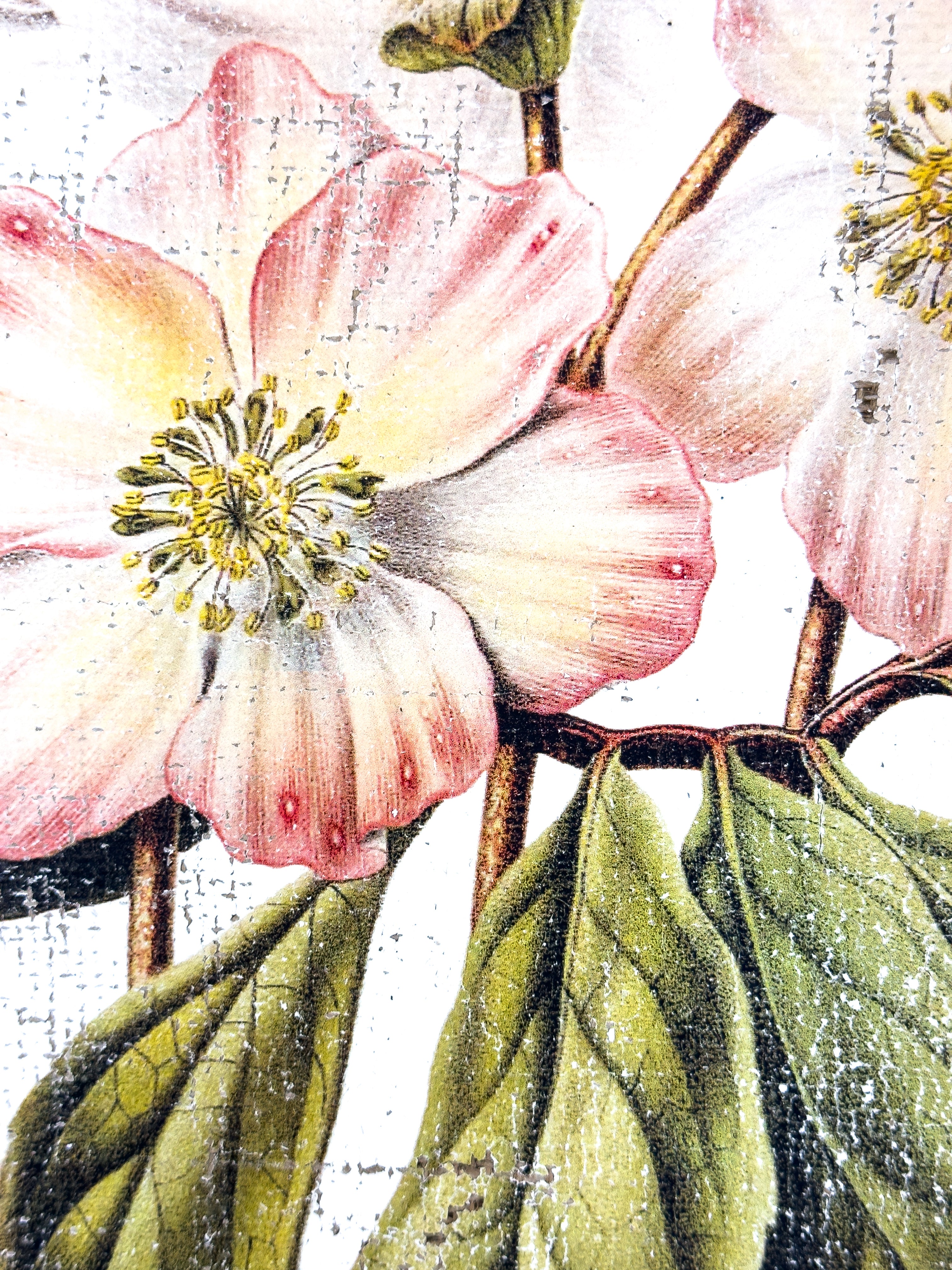 Pink and Cream Flowers - Winter's Jewel