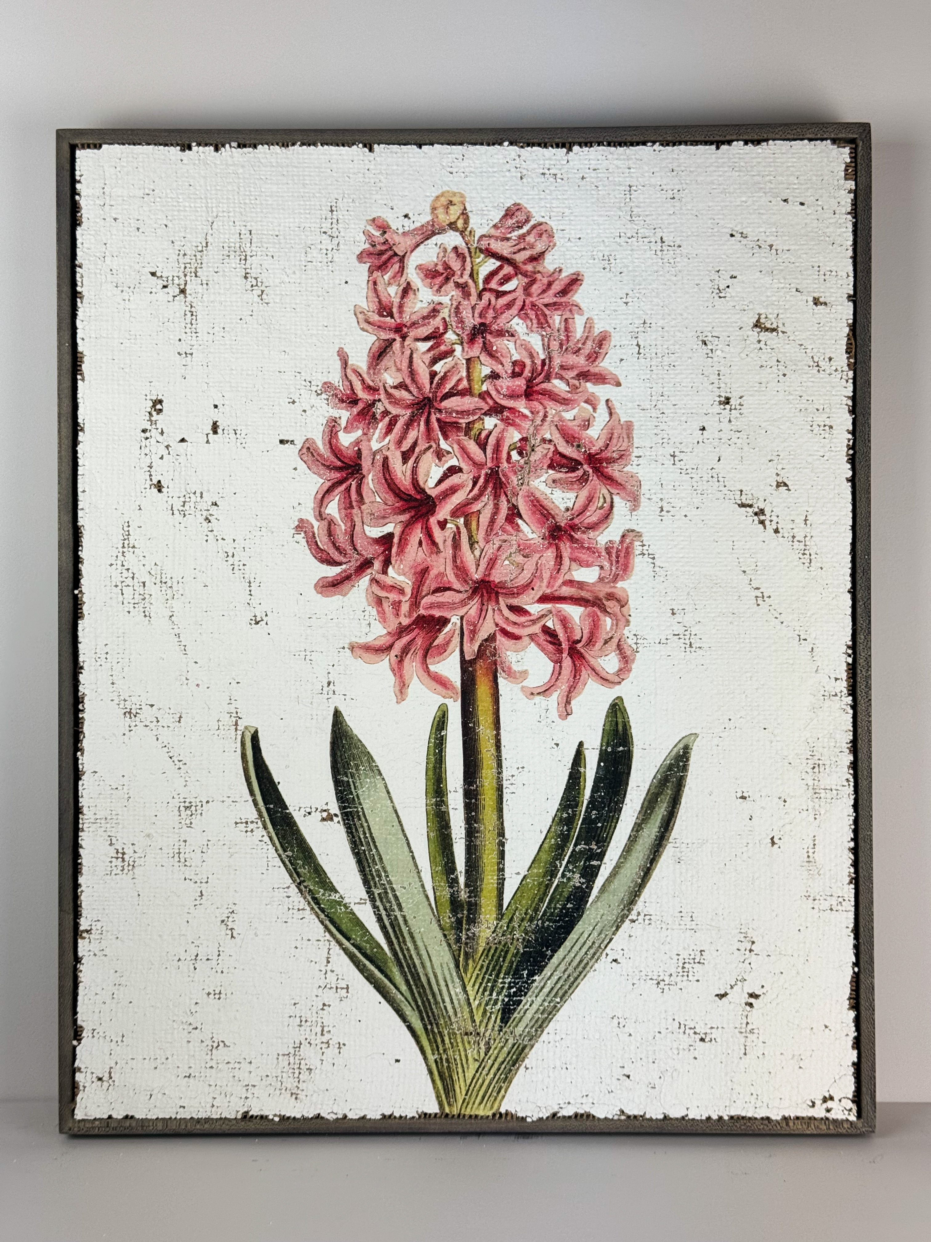 Pink Hyacinth