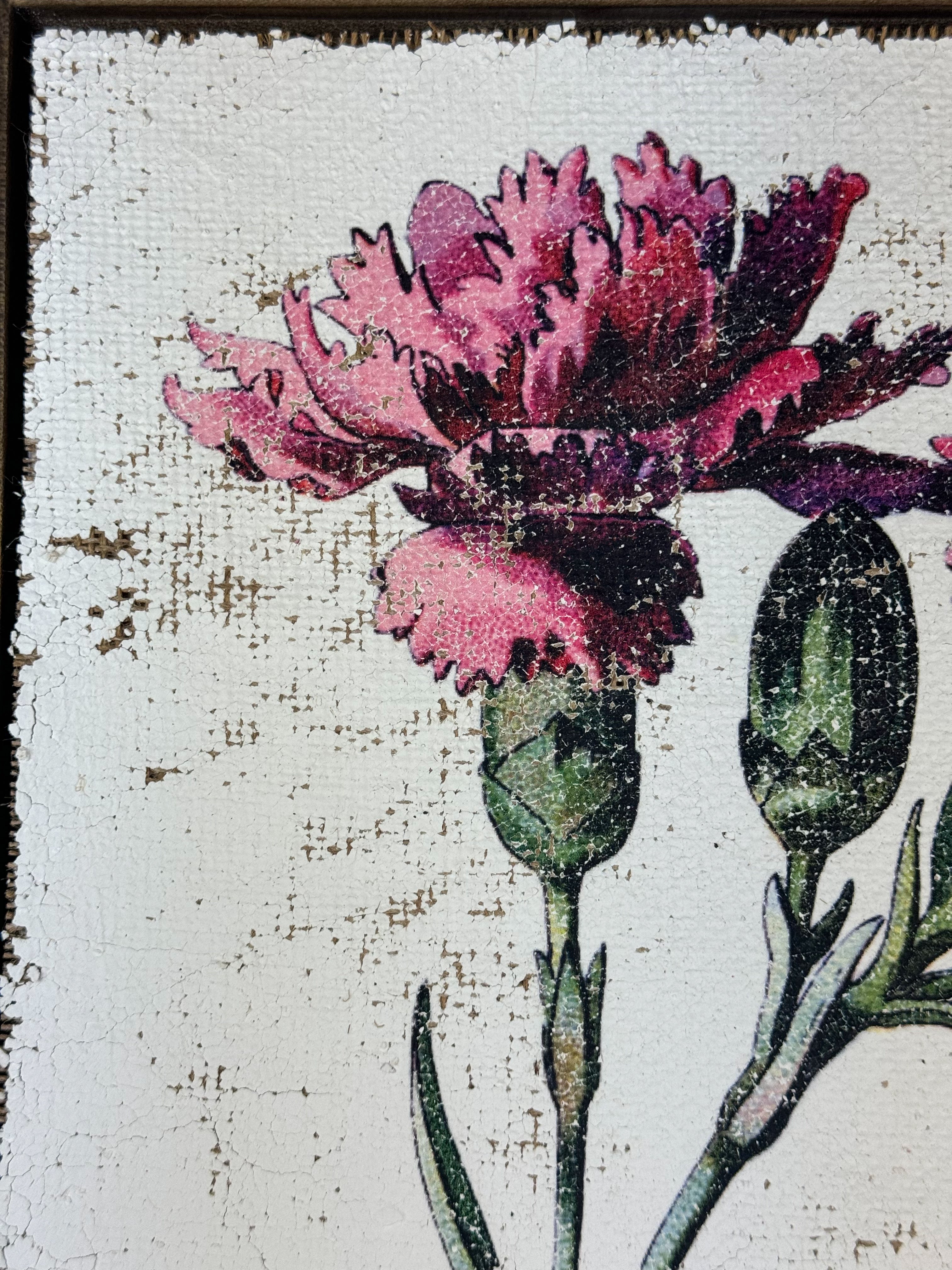 Clove pink carnation