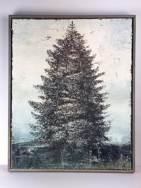 Blue Spruce