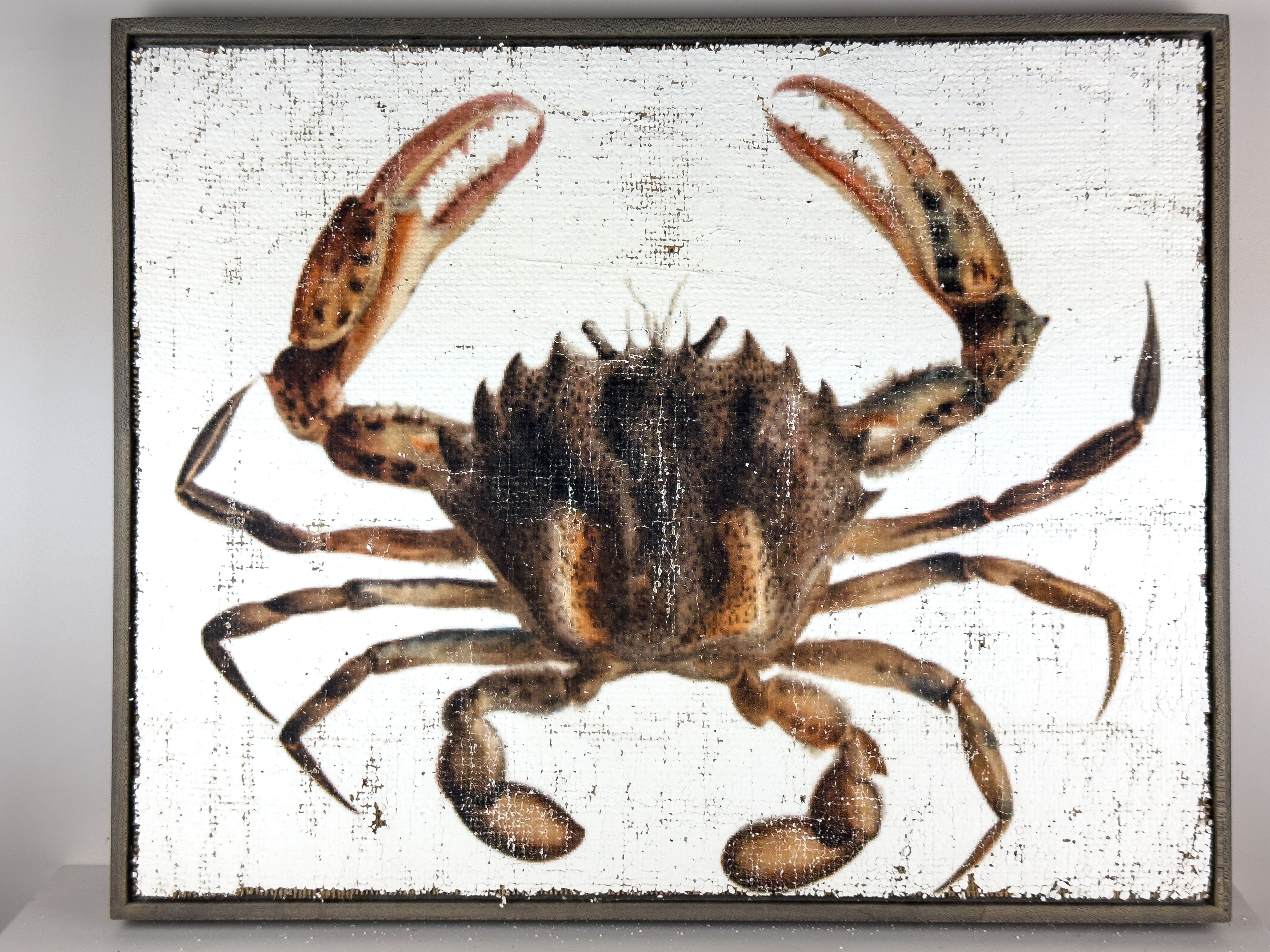 Brown Crab