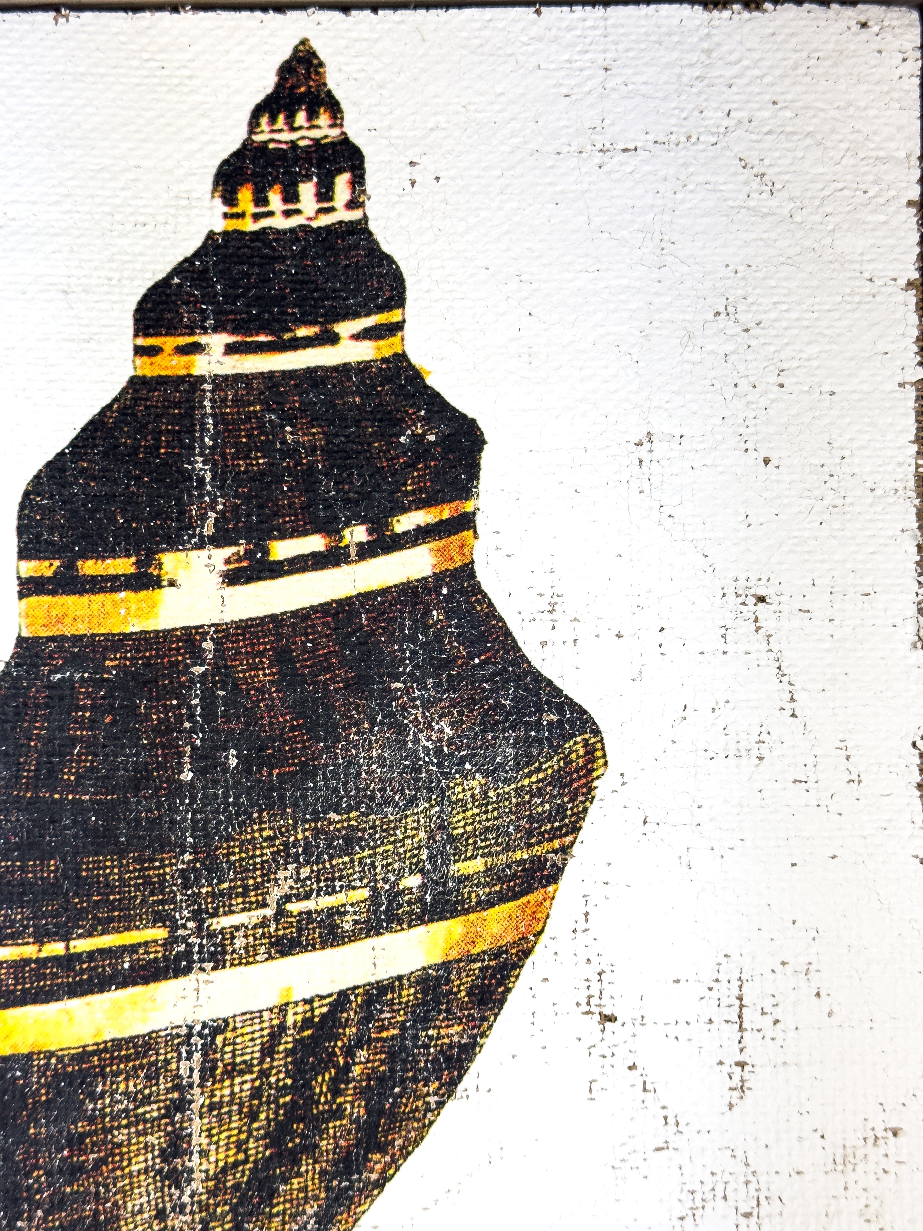 Black and Gold Cone Shell