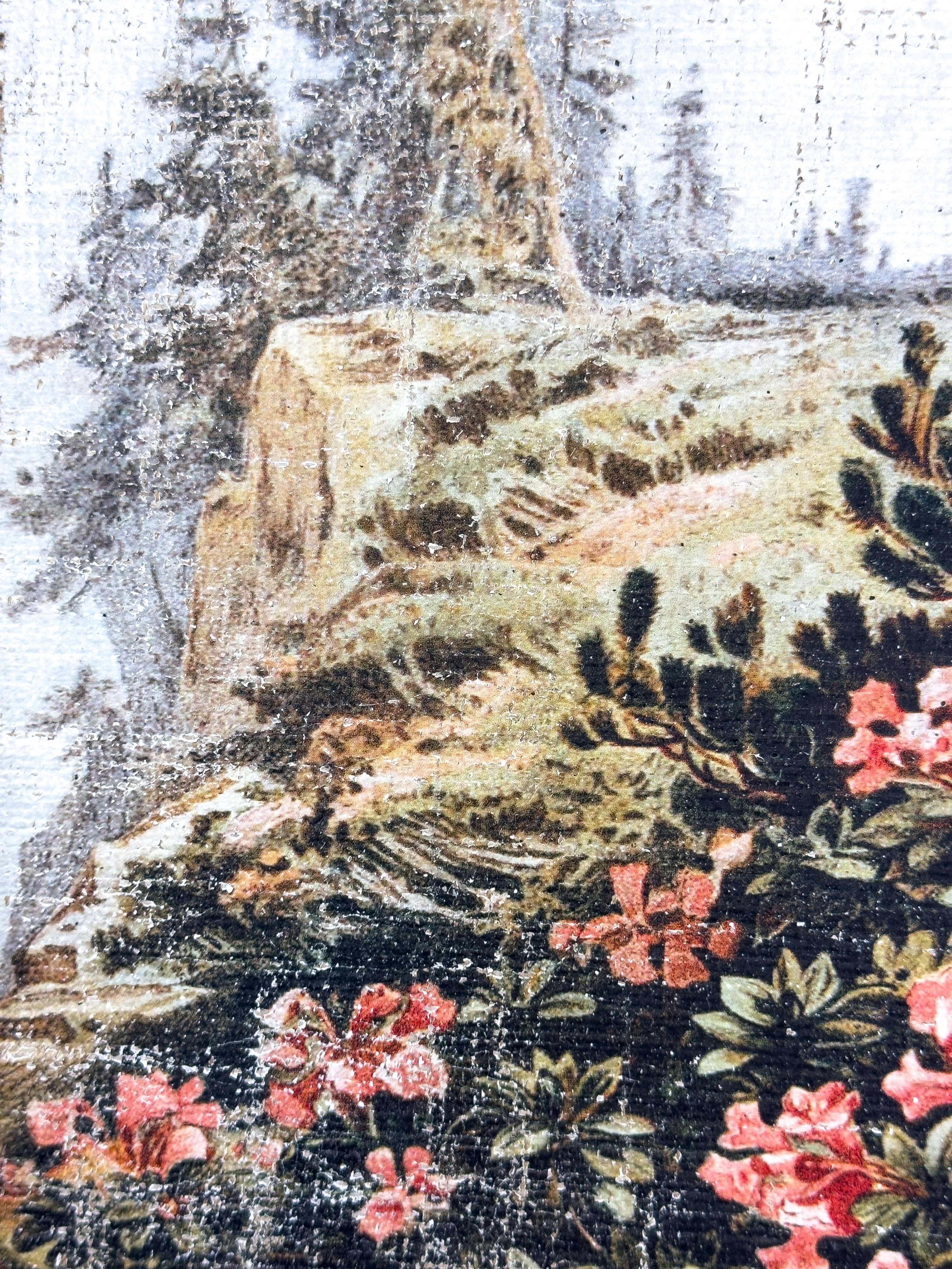 Pink Flowers on a Cliffside