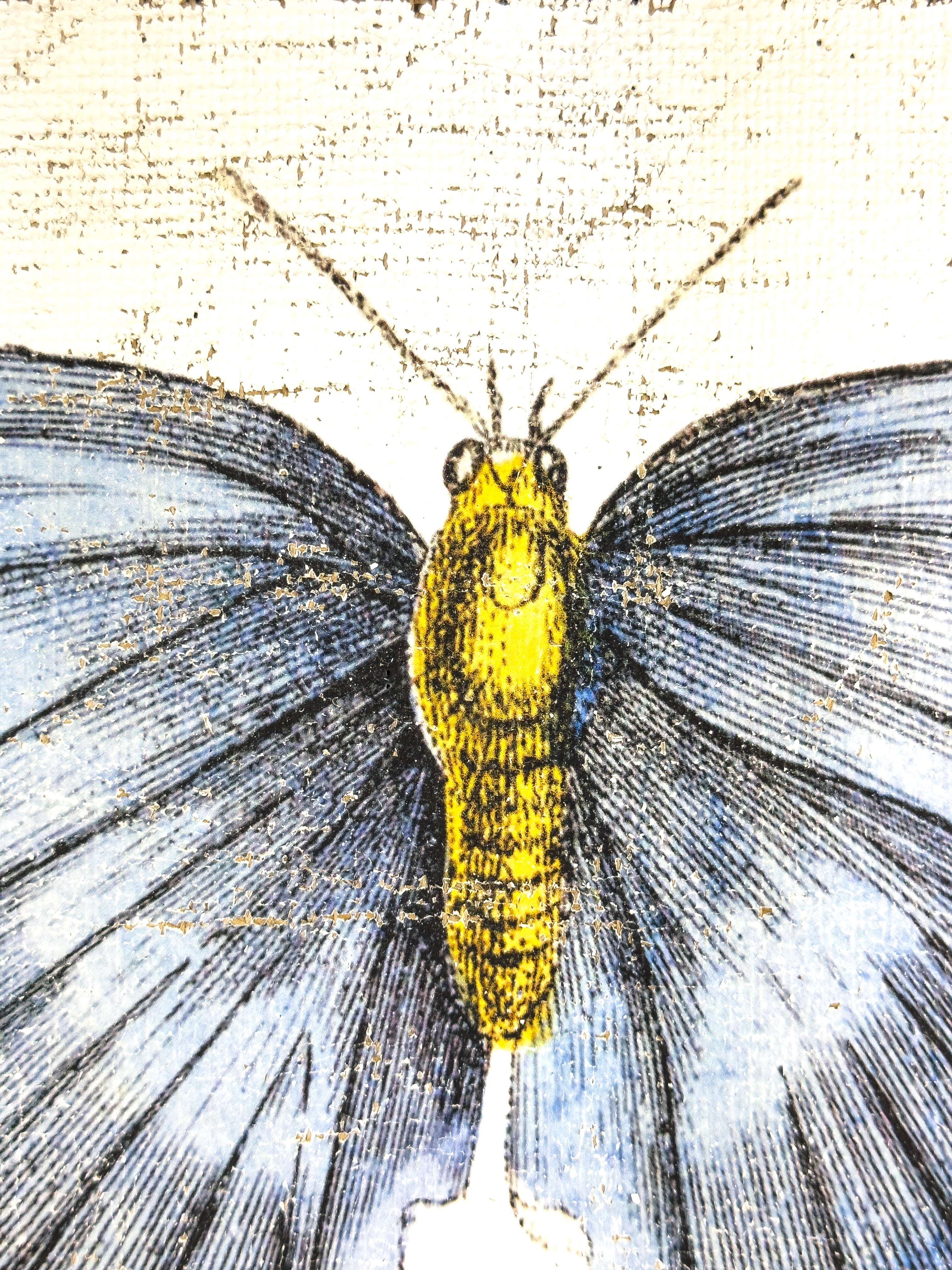 Redspot Gossamer-winged Butterfly