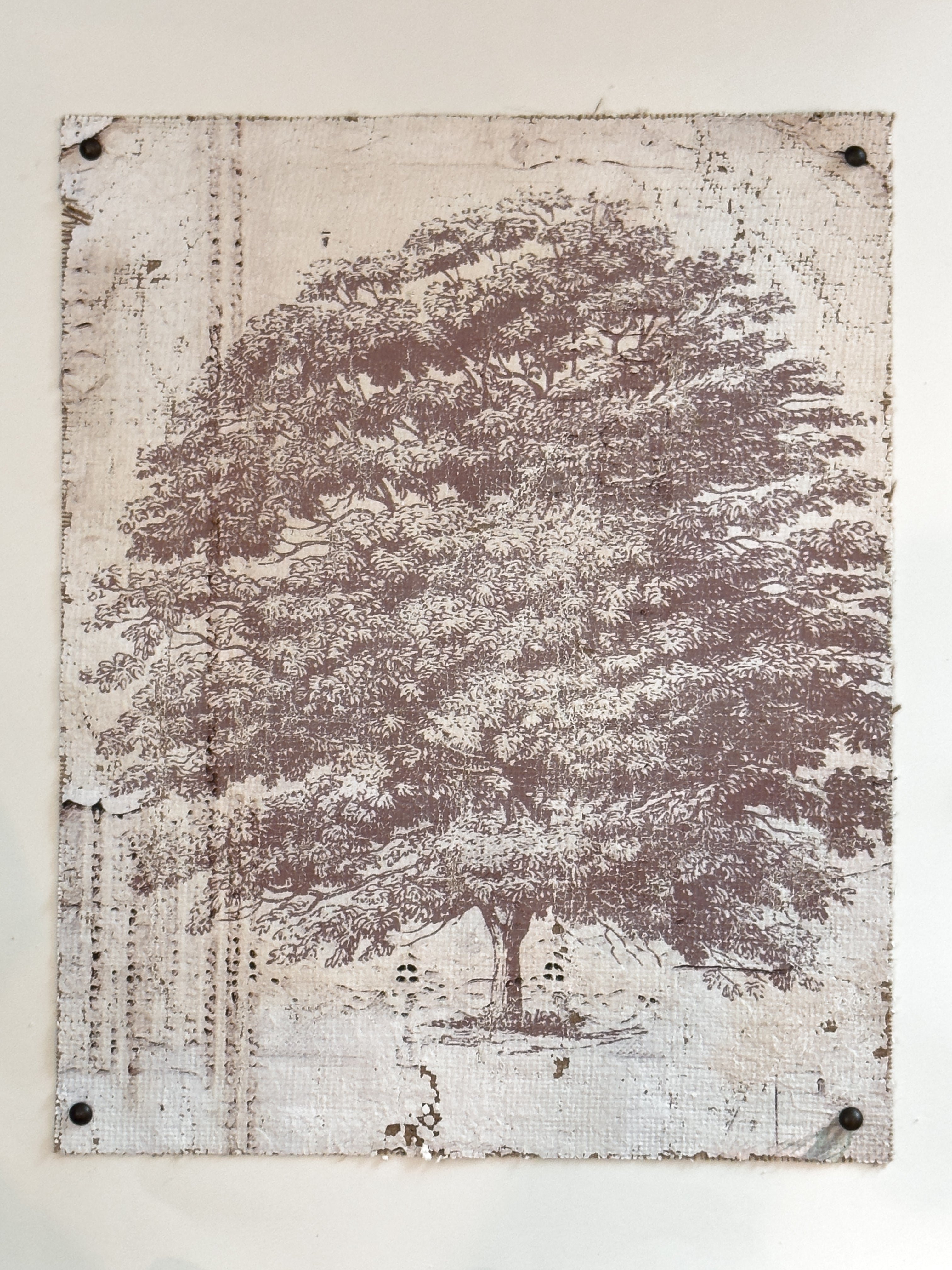 Vintage Ash Tree - Beneath the Ash