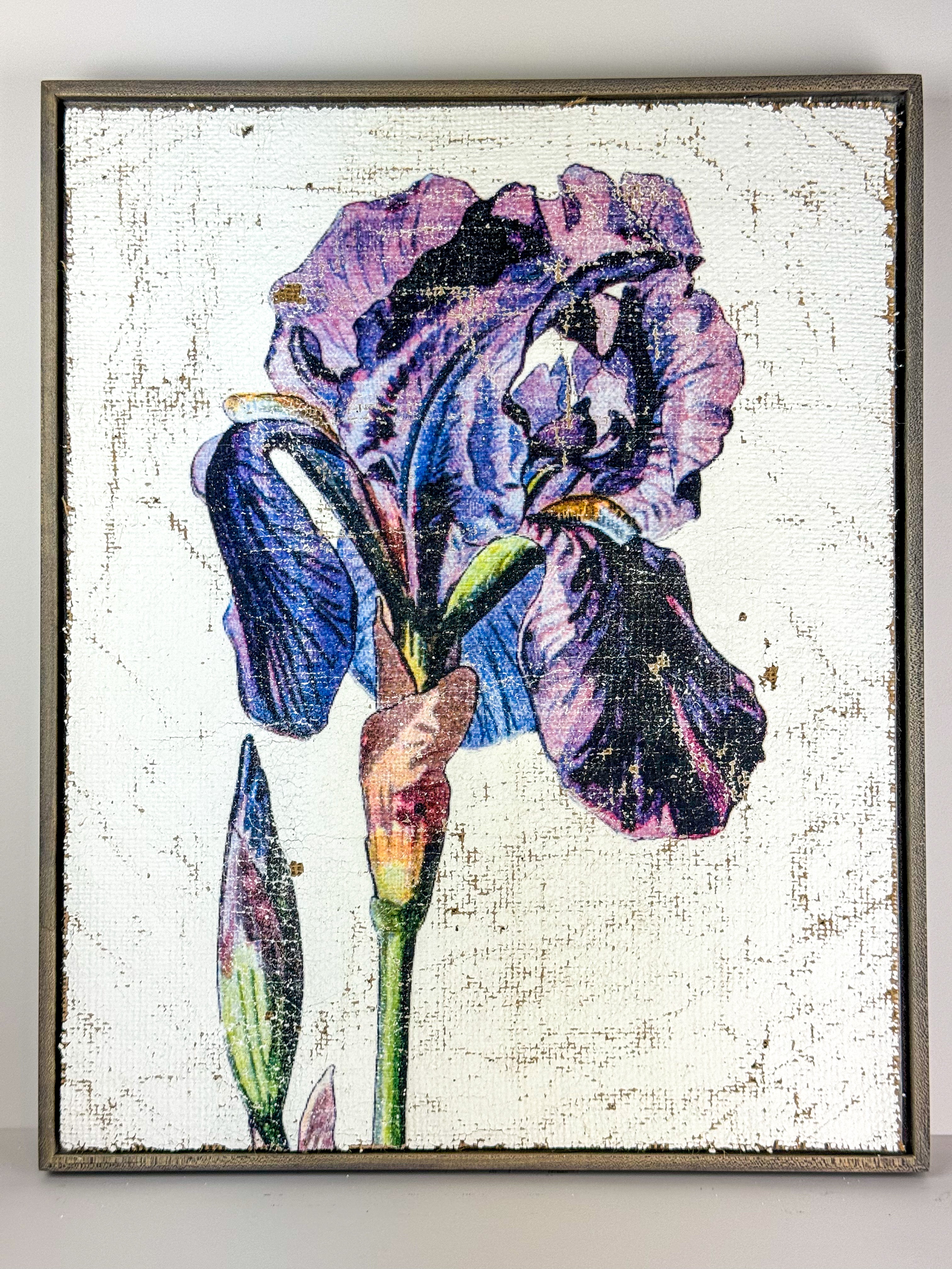 Purple Iris