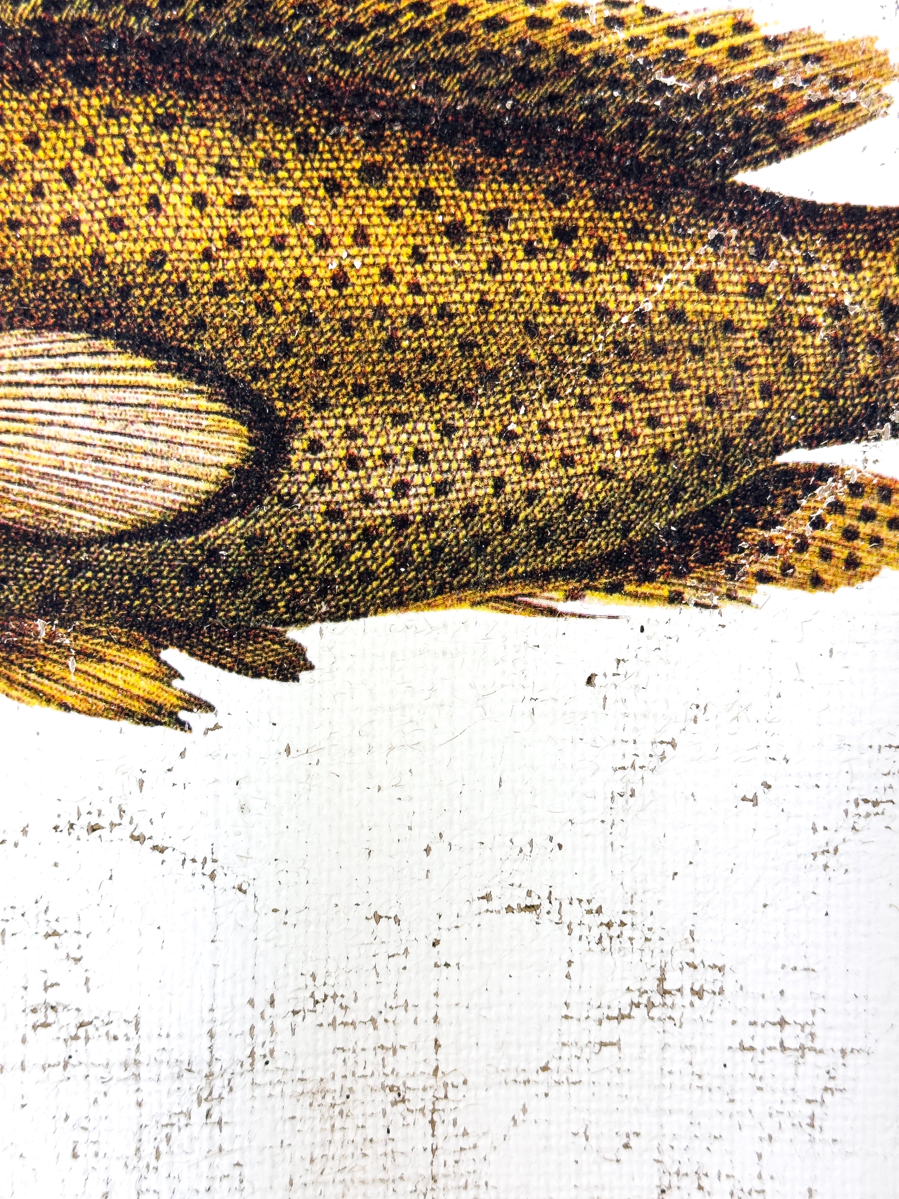 Brown Spotted Grouper