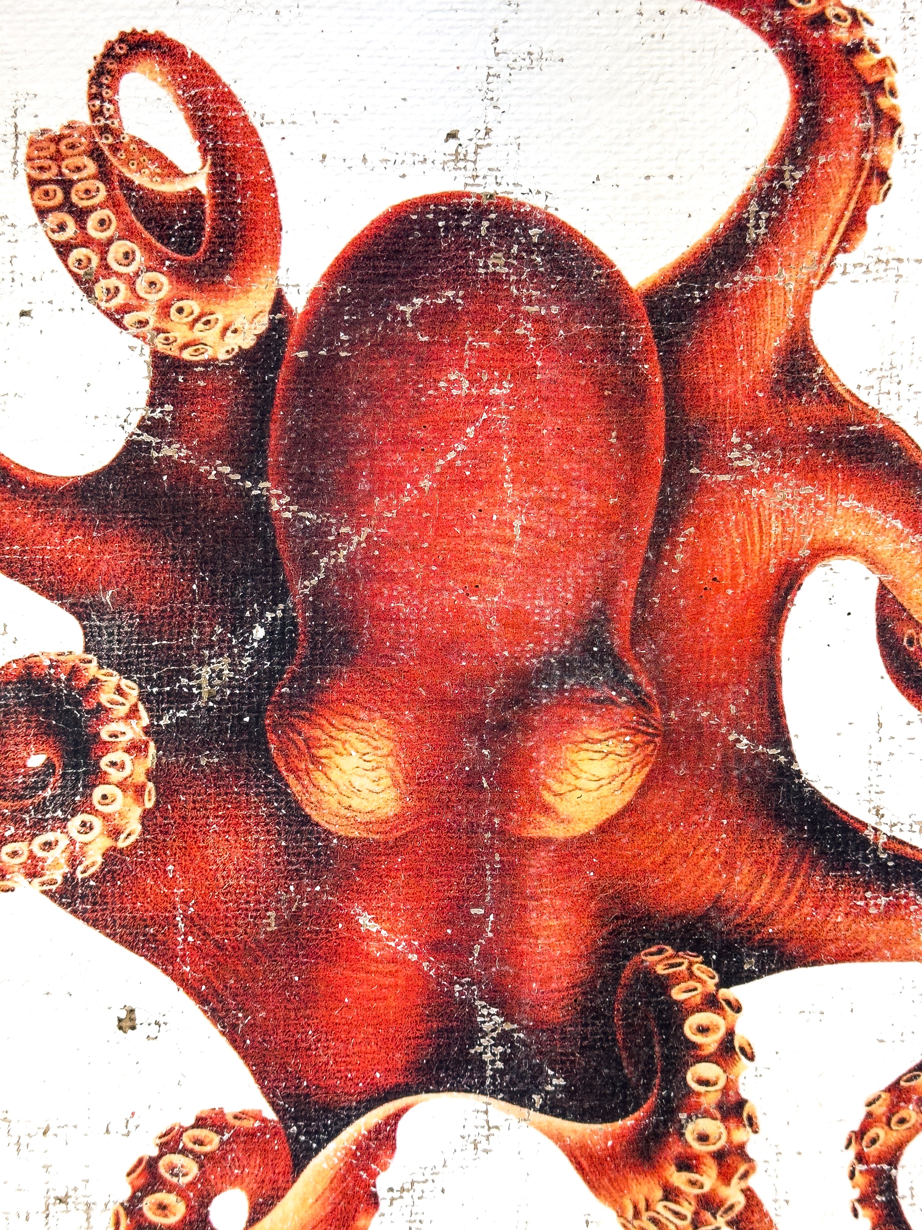 Red Octopus