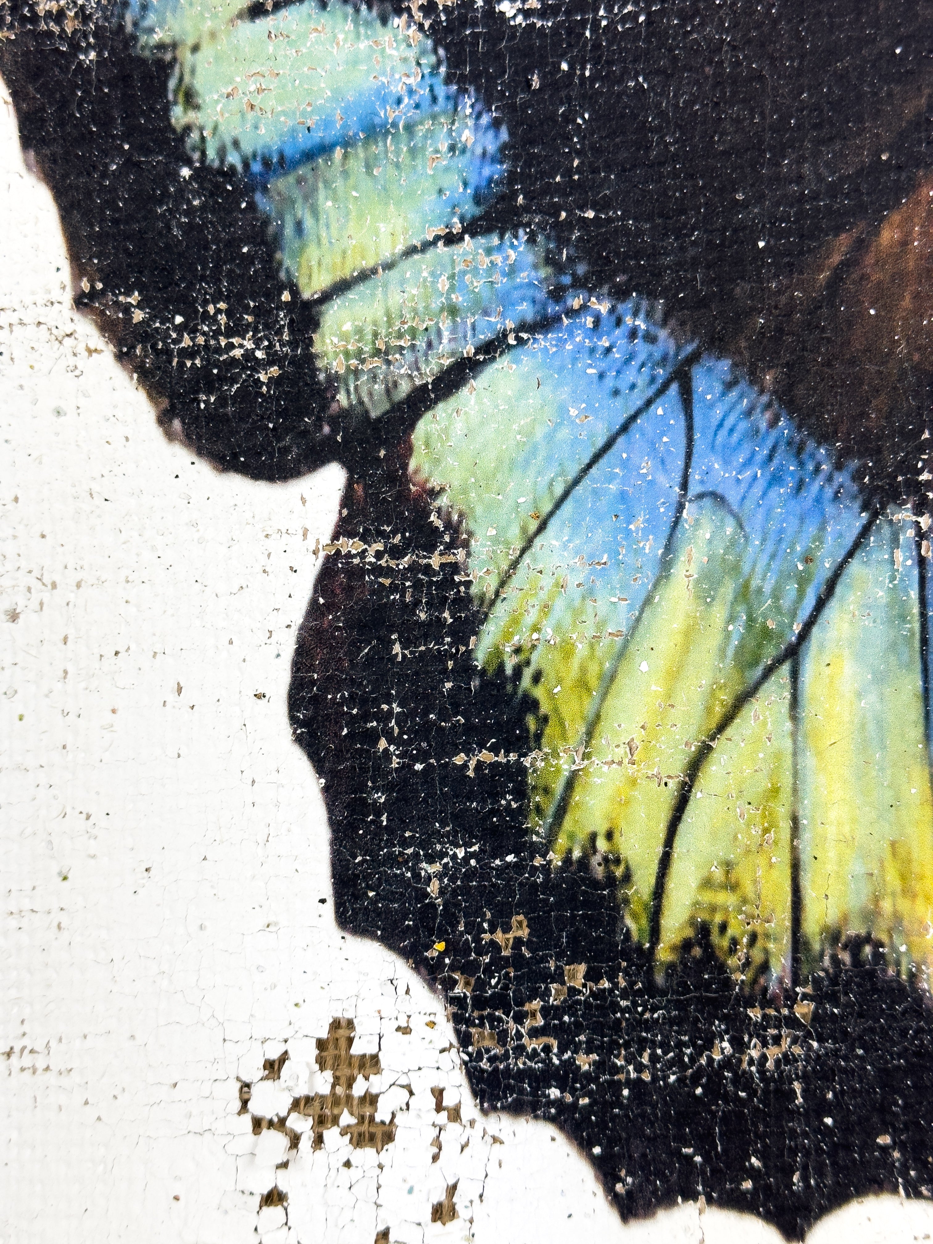 Blue Green Butterfly