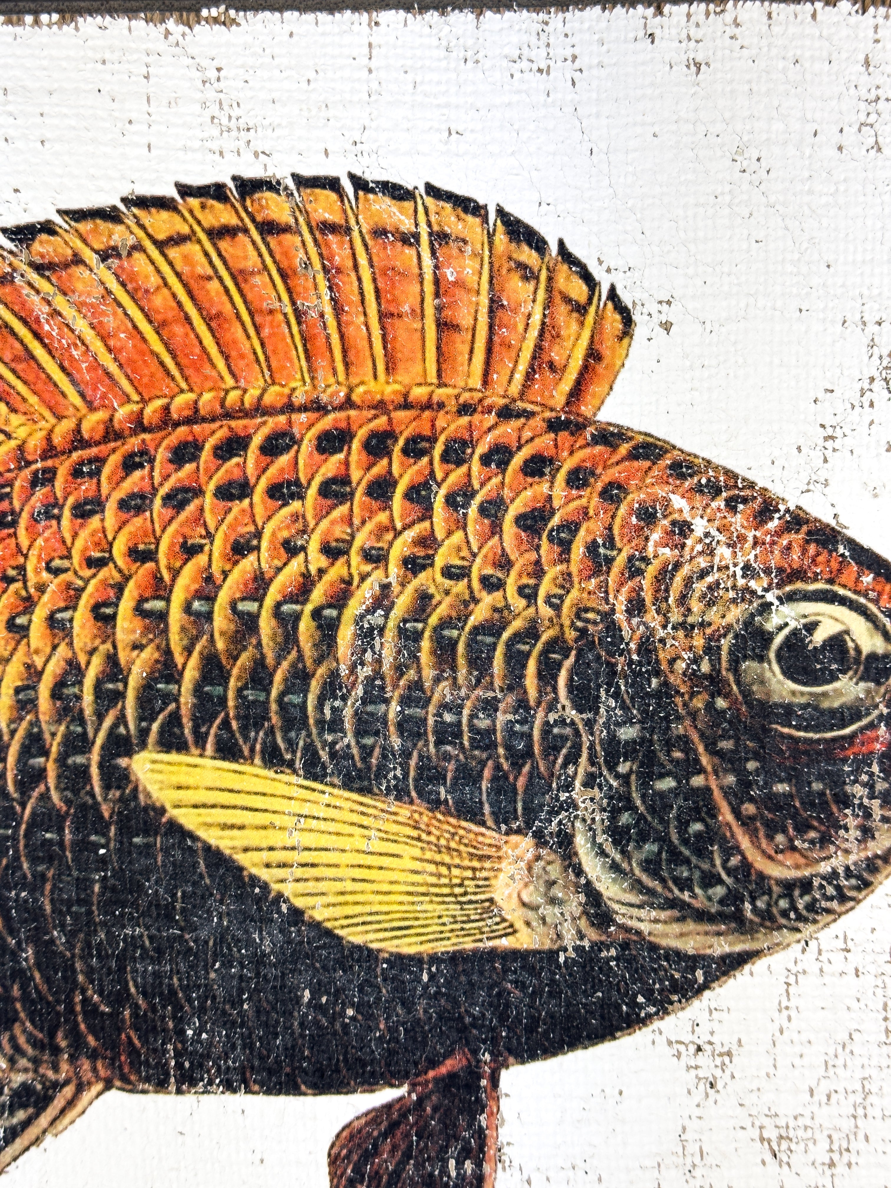 Orange and Black Fish