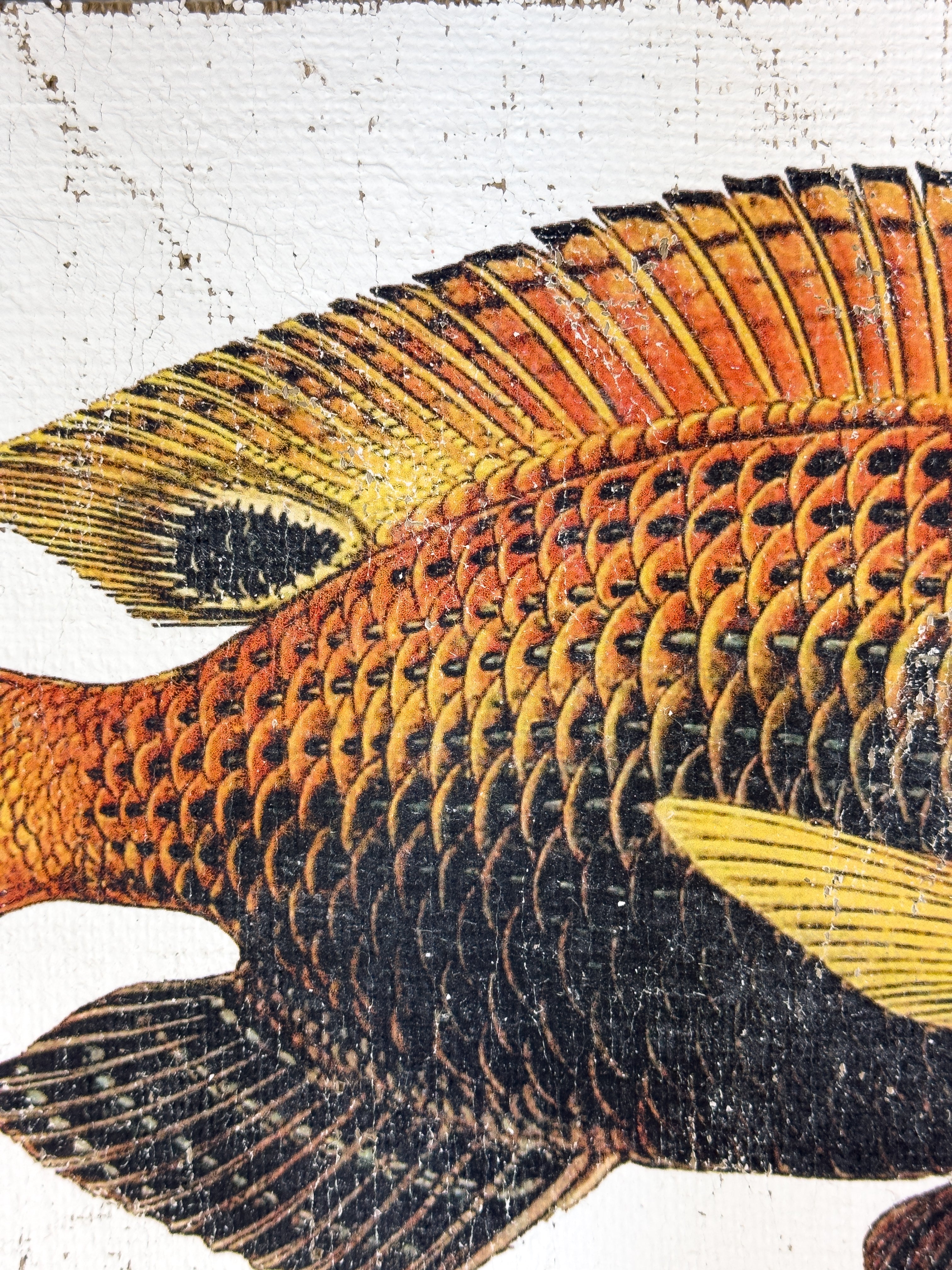 Orange and Black Fish