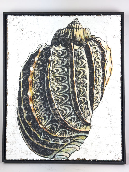 The Blackened Shell