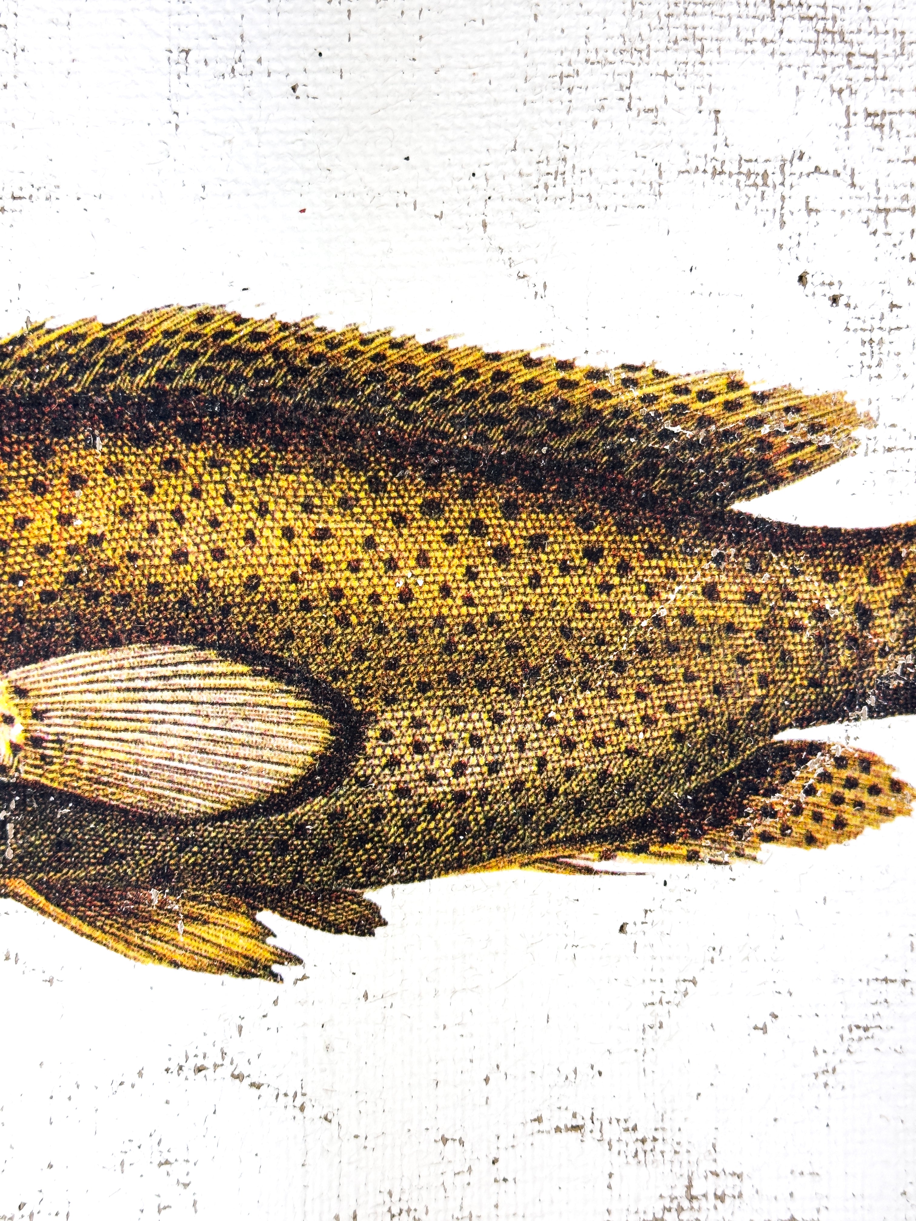 Brown Spotted Grouper