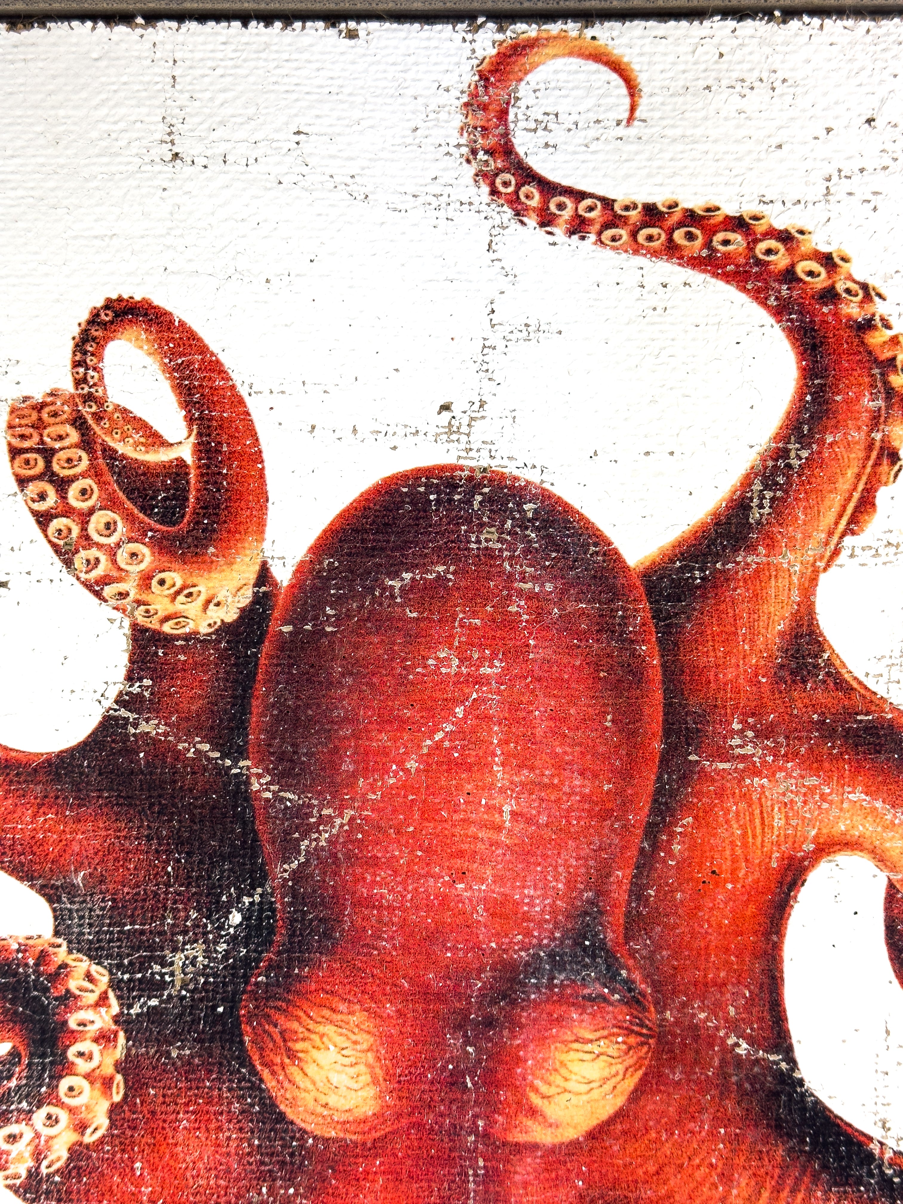 Red Octopus