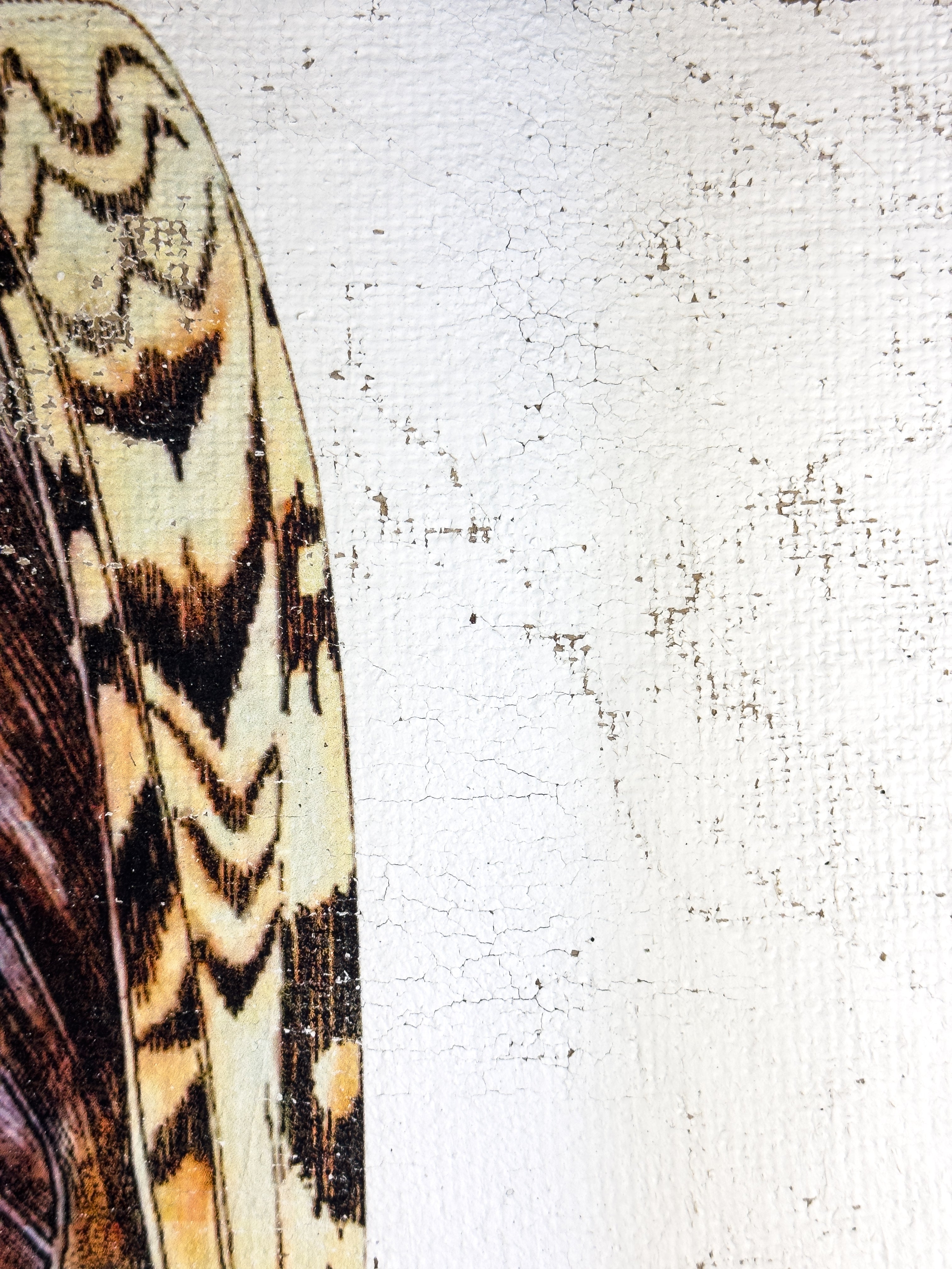 Purple White Witch Moth