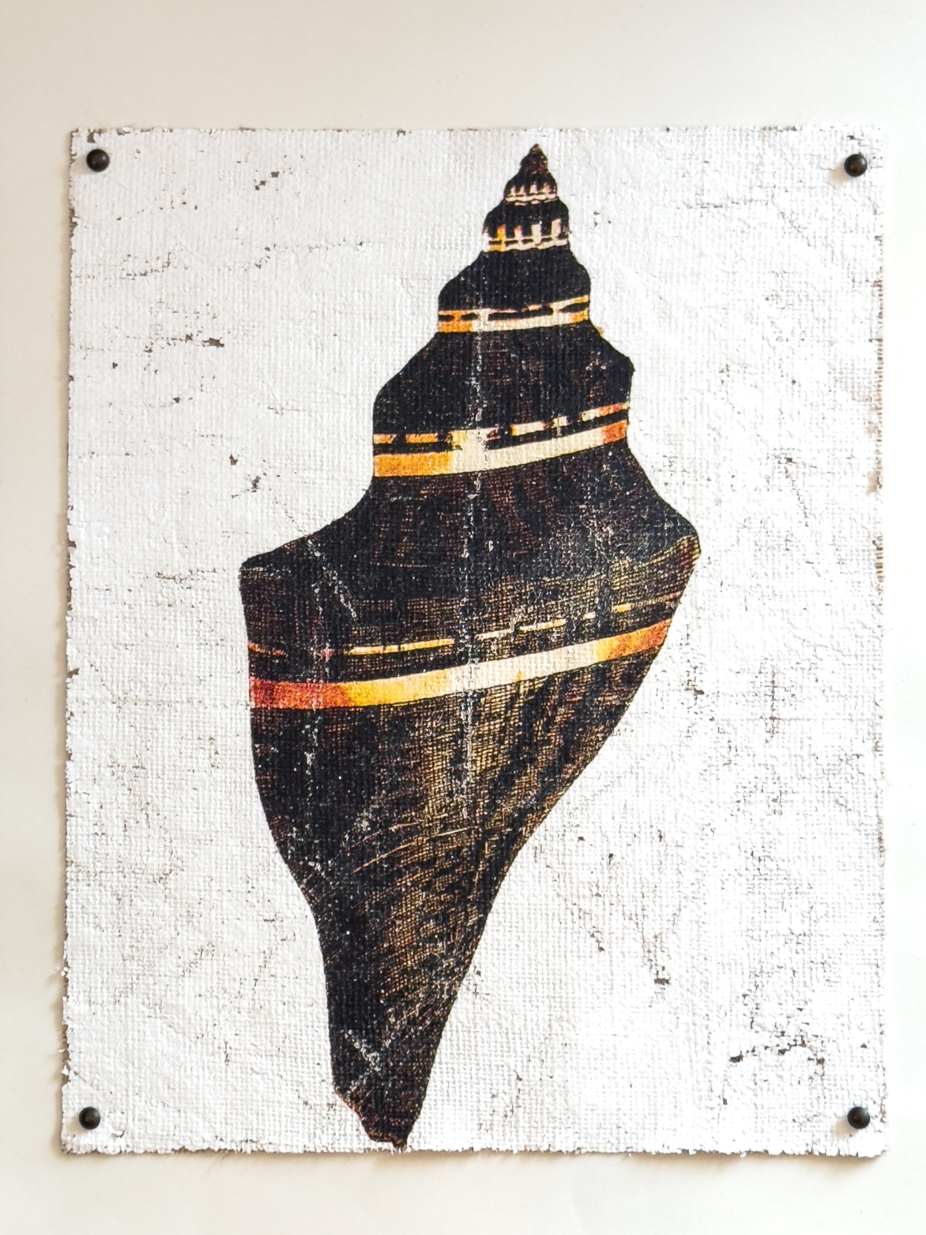 Black and Gold Cone Shell