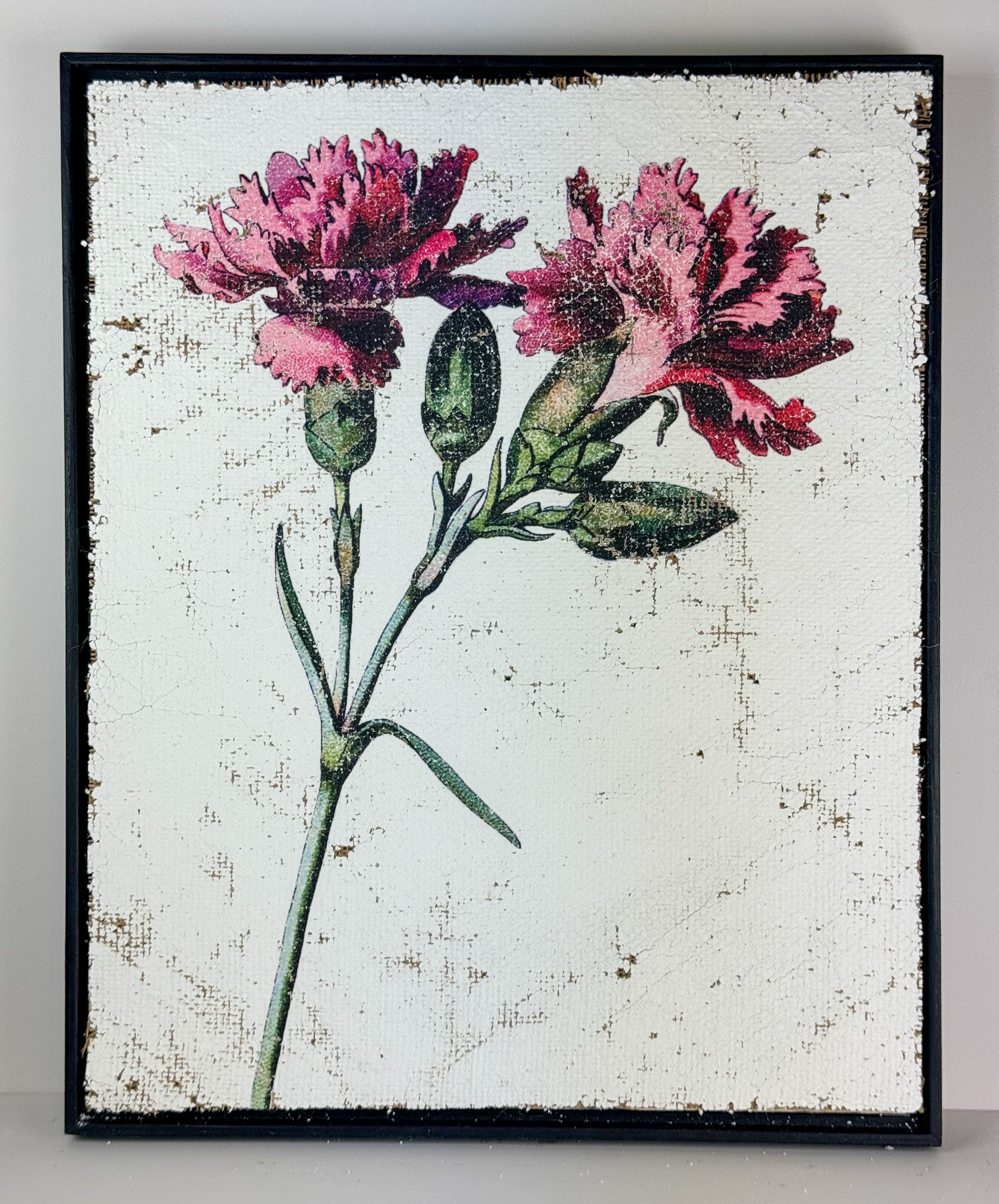 Clove pink carnation