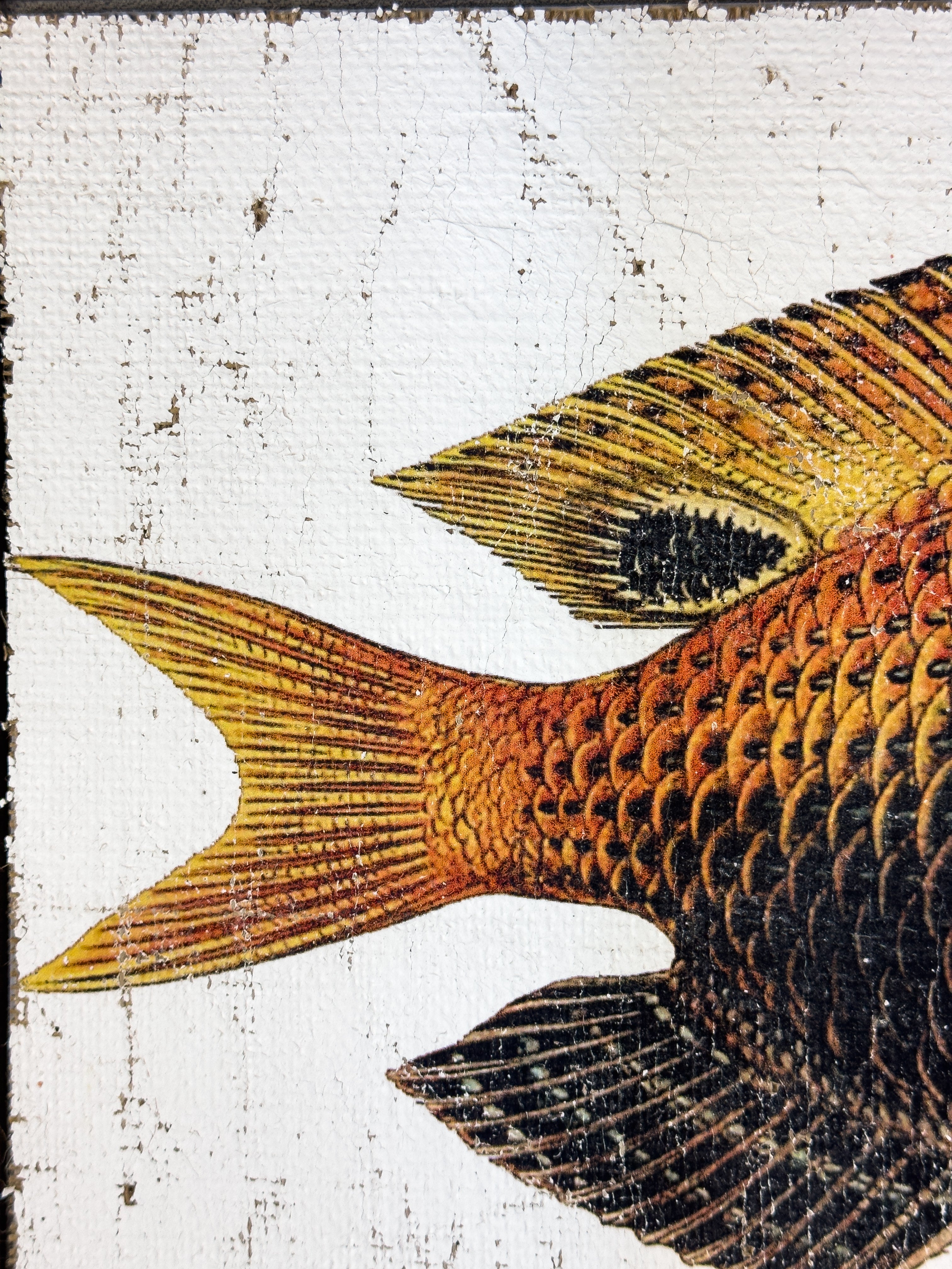 Orange and Black Fish