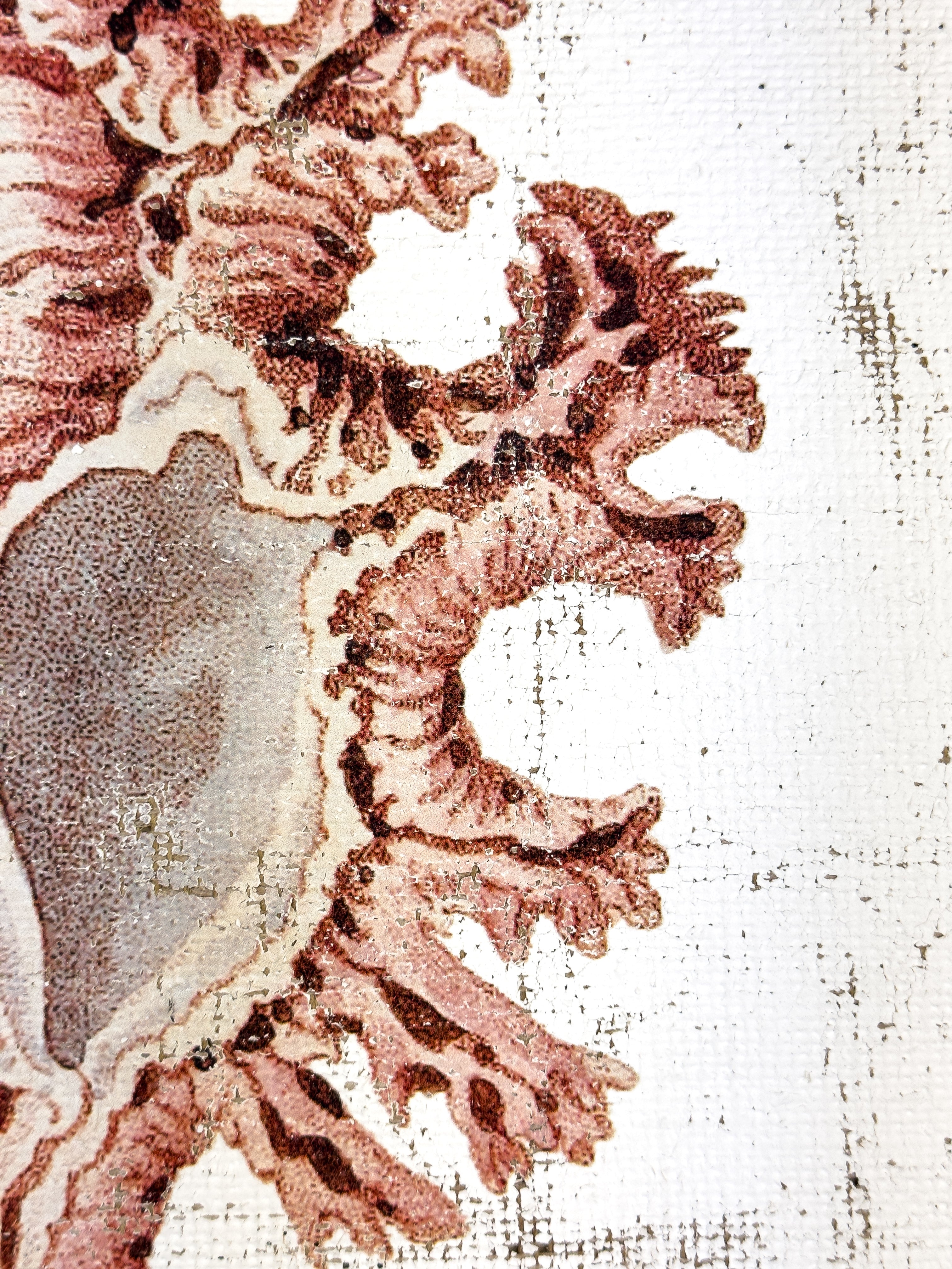 Pink Seashell - Lace Murex