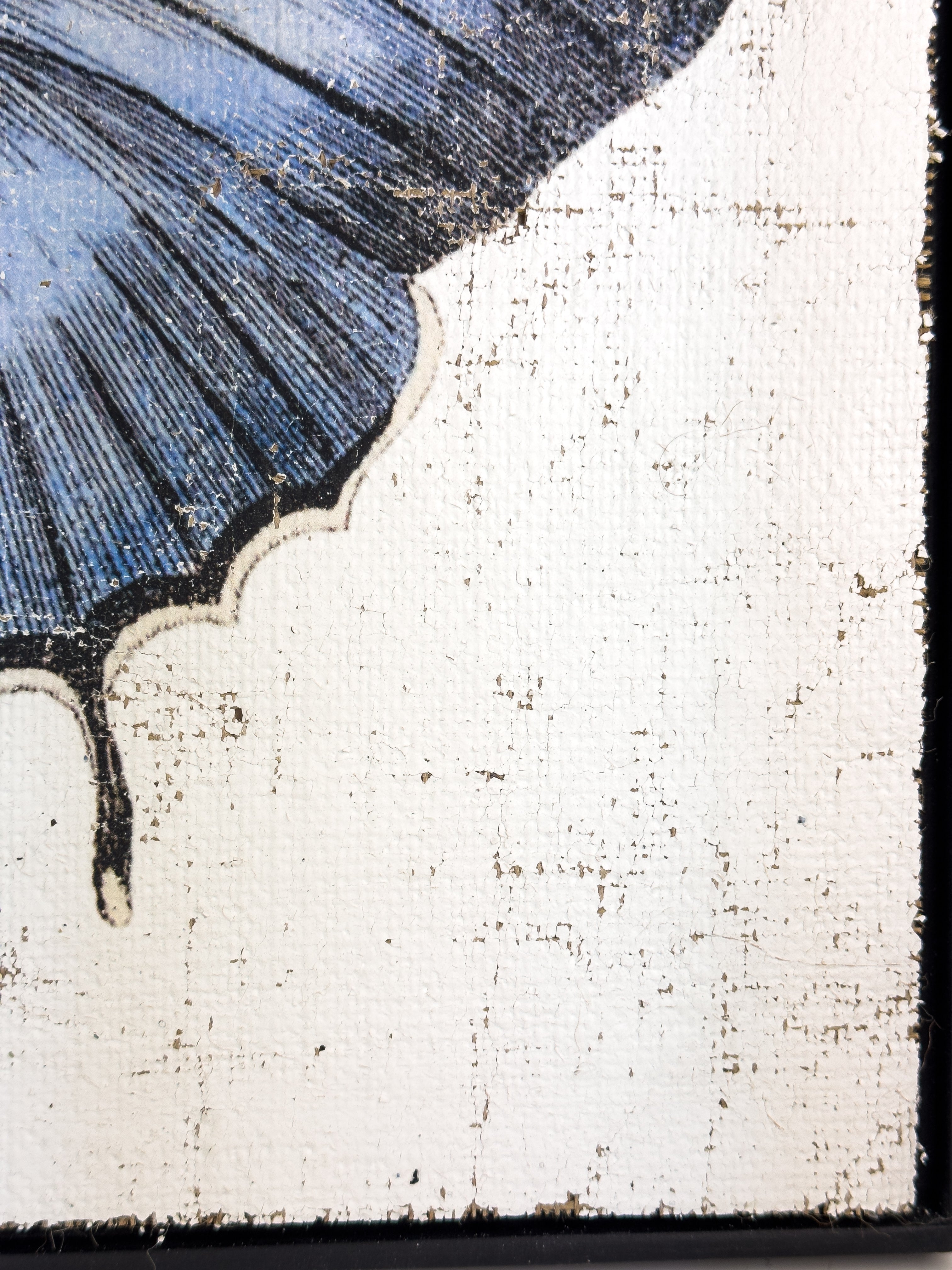 Redspot Gossamer-winged Butterfly